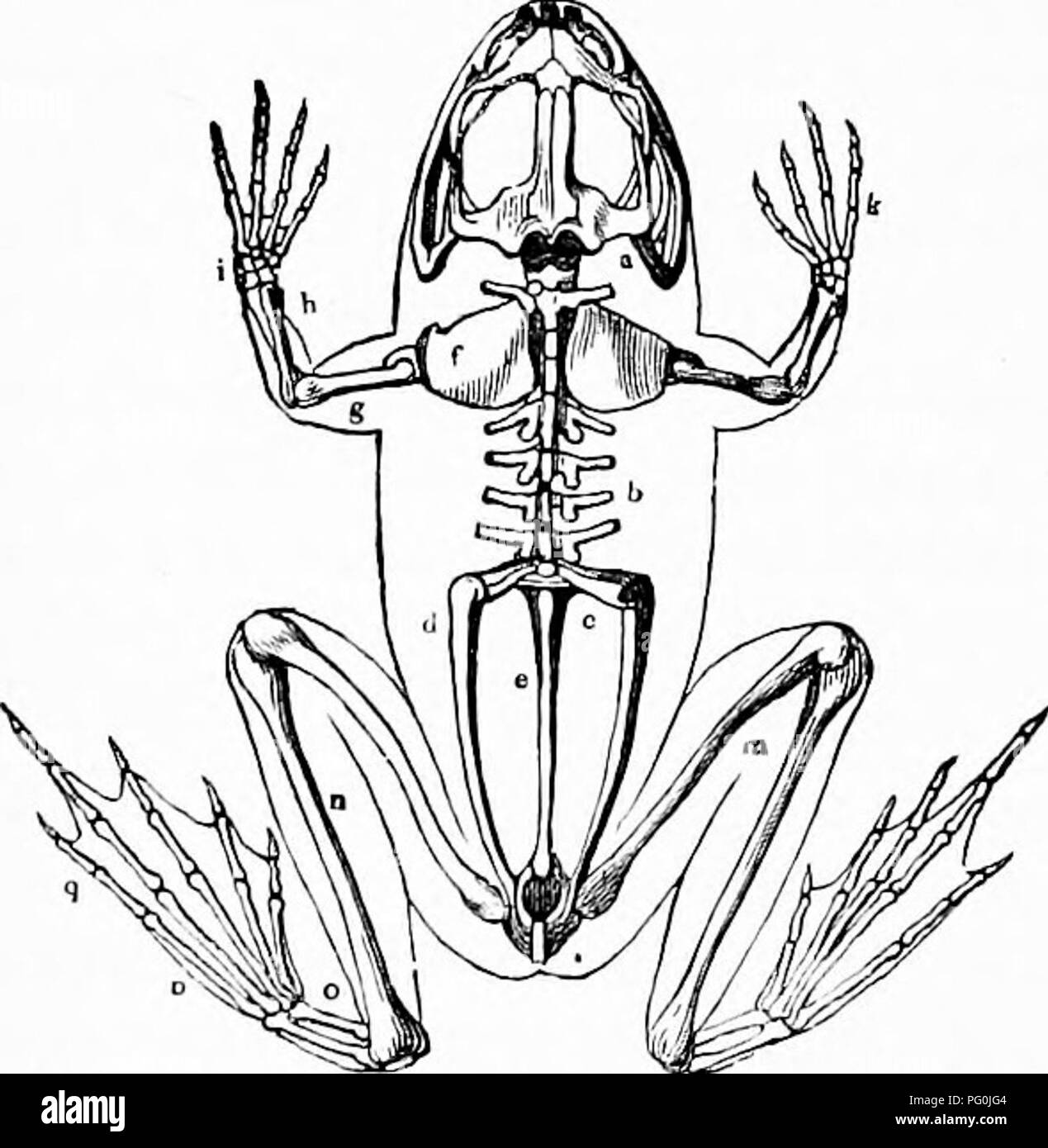 Librosubjetzoología Imágenes de stock en blanco y negro - Alamy