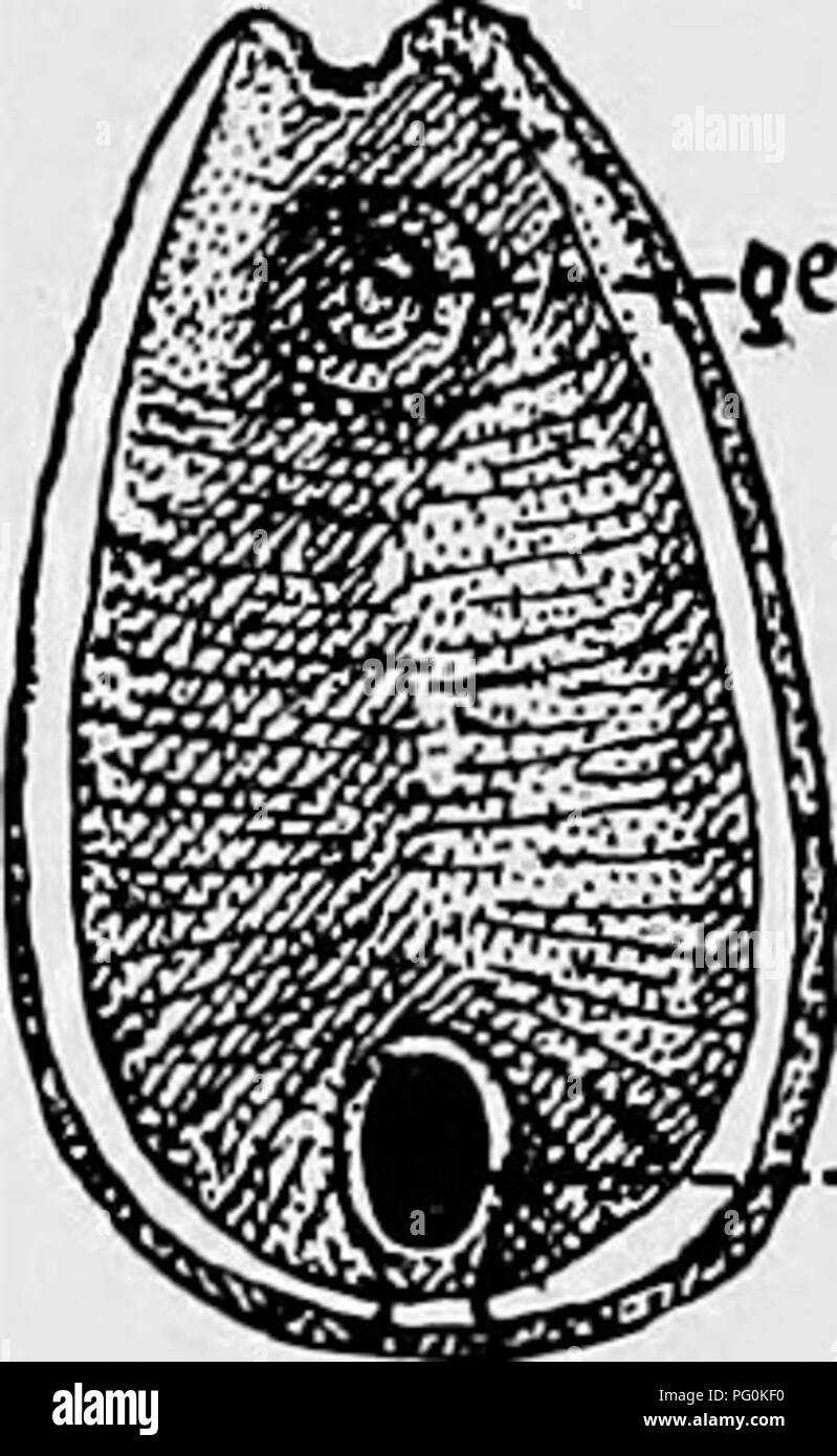 . Parásitos de Animales y enfermedades humanas. Parasitología médica; insectos como portadores de la enfermedad. Fig. 78. Gastrodicoides hominis. Una ventral, mostrando disc-como la expansión y la posición posterior de la ventosa ventral; B y C, vistas dorsal; D, vista lateral; E, huevos. A-D, X3; E, X 65. (Después de Lewis y McConnell). {"1.4(^ -V.S. disco cóncavo. Se trata de un pequeño parásito marrón rojizo un poco más de un cuarto de pulgada de longitud, que habita en el ciego e intestino grueso de los cerdos y, ocasionalmente, del hombre, de la India. Una especie estrechamente aliada ocurre en caballos y asnos en muchas partes de África. Wat Watsonius Foto de stock