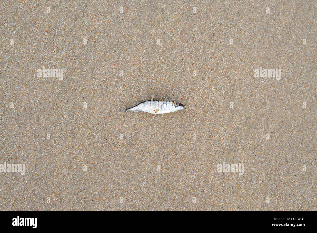Espinoso de peces muertos a la orilla del mar. Spinachia. Foto de stock