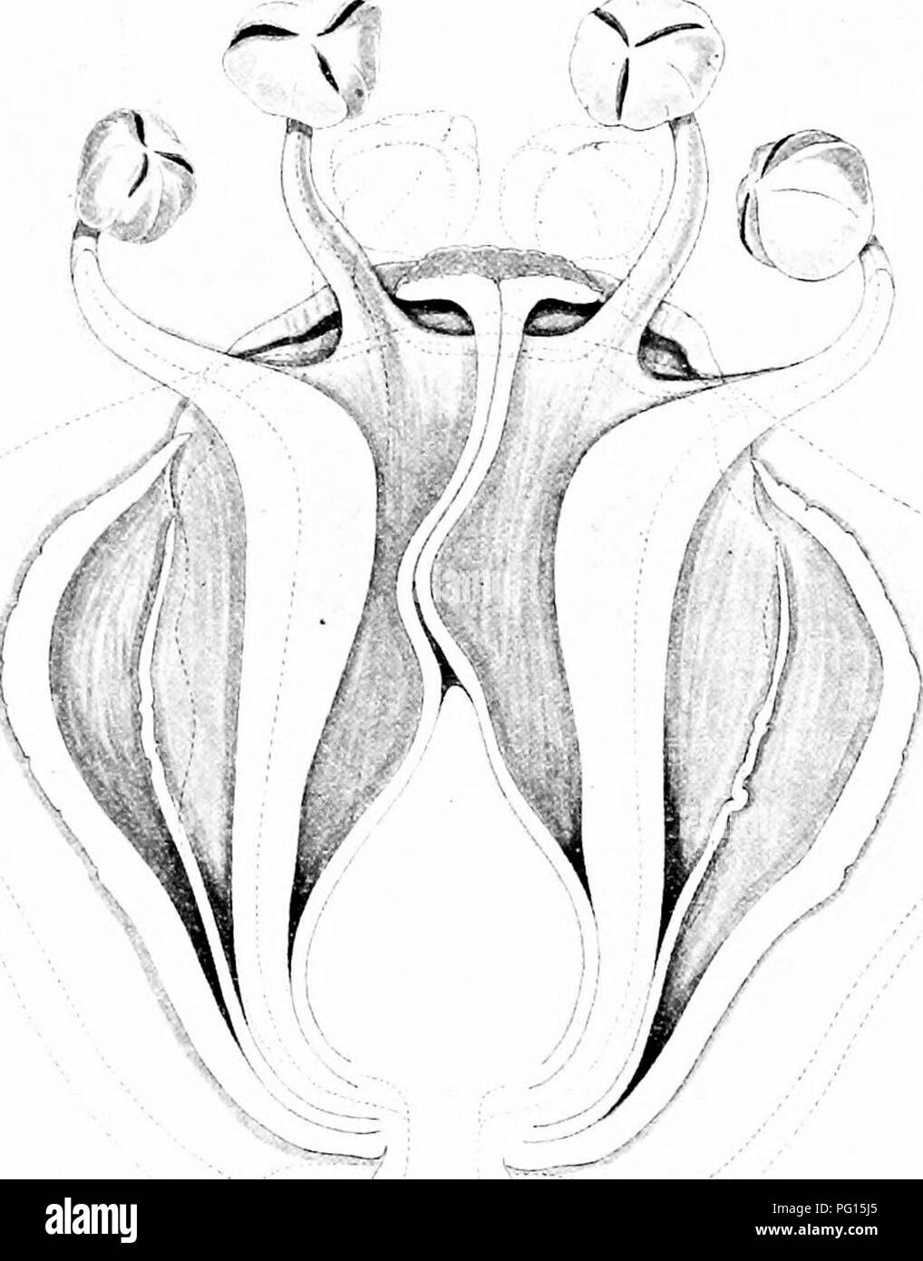 . Plantas fósiles : para los estudiantes de botánica y geología . Paleobotánica. 466 [CH GNETALES. el óvulo de la flor femenina retenido en el óvulo estéril del macho^. En contraste con la indefinida, dispuestas en espiral, brácteas o. Fig. 818. Welwitschia mirahilis. Flores estaminadas (elevación), seccional sub- tendiendo bráctea y le faltaban dos estambres indicada por las líneas punteadas. (A partir de un dibujo amablemente suministrada por el Dr. A. H. Iglesia.) cae de Cycadeaidea flores Welwitschia connate tiene sólo dos segmentos, y la staminal disc de Welwitschia es considerablemente ' Esta cuenta se basa en la excelente descripción Foto de stock