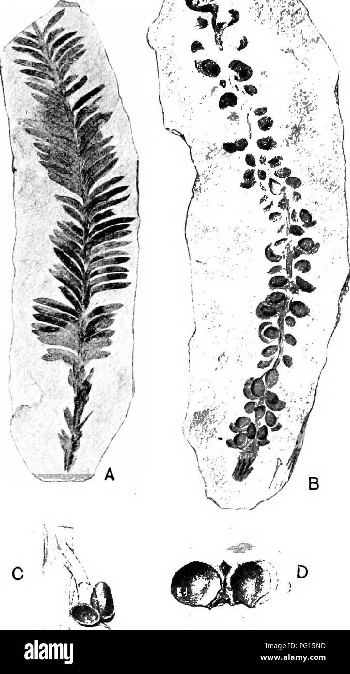 . Plantas fósiles : para los estudiantes de botánica y geología . Paleobotánica. XLIX] STACHYOTAXUS 411 Cyparissidium septentrionale. El descubrimiento de material adicional led Nathorst transferir algunos de los especímenes de un nuevo género Stachyotaxus. Los retoños de follaje Stachyotaxus elegans^ son dimórficas; algunas de las hojas son oprimidos y como imbricadas en. Fig. 796. Stachyotaxus elegans. A, B | Nat. tamaño; C, ligeramente ampliada; D,x 31. , (Después Cyparissidium Nathorst.) y algunas otras coníferas, mientras que otros son lineales y distichous (fig. 796, A), sésiles y con una lámina decurrent, alcanzando una longitud de ab Foto de stock