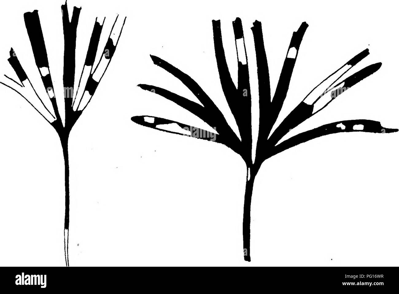 . Plantas fósiles : para los estudiantes de botánica y geología . Paleobotánica. XL] BAIERA 45 tipo de espécimen de la última especie los segmentos son menos que en B. Muensteriana, pero en algunas formas del Jurásico {p.ej. fig. 651) Esta diferencia ya no es válido. Esto es sólo una entre varias instancias donde Rhaetic y Jurassic 'especie' no pueden ser separados por cualquier constante diferenciador. B. Muenste- riana se registra también de Persia^ y varias localidades europeas, pero es imposible determinar su alcance geográfico aparte del de Baiera gracilis. Baiera gracilis Bunbury ex Bean MS. El Foto de stock