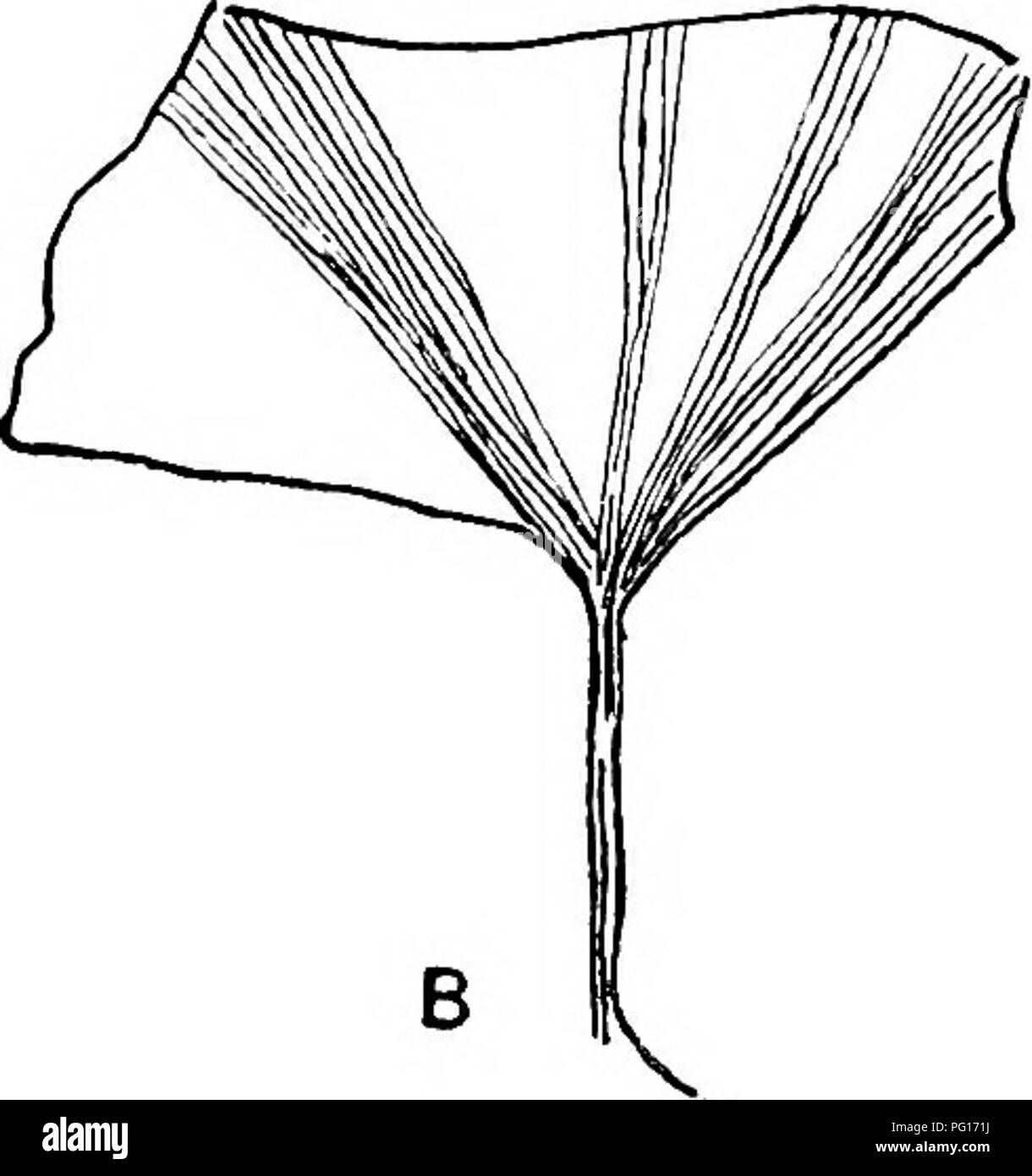 . Plantas fósiles : para los estudiantes de botánica y geología . Paleobotánica. Fig. 632. A. Giyikgoiles obovata. B. Ginkgoites la Antártida. (Nat. tamaño • después Nathorst; B. extraídas de una muestra en el Museo de la Universidad, Brisbane.) Saporta y Marion (8,5), p. 14.5, fig, 74. Nathorst (86) p. 93, PI. xx. fig. 5. Consulte la página 88. Por favor tenga en cuenta que estas imágenes son extraídas de la página escaneada imágenes que podrían haber sido mejoradas digitalmente para mejorar la legibilidad, la coloración y el aspecto de estas ilustraciones pueden no parecerse perfectamente a la obra original. Seward, A. C. (Albert Charles), 1863-1941. Cambridge: Universi Foto de stock