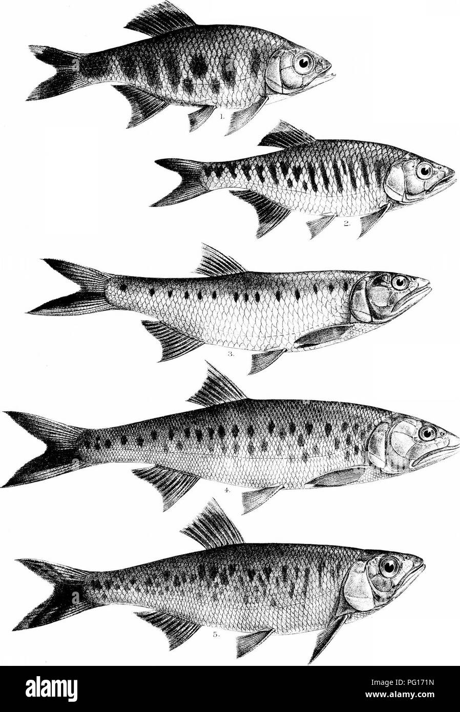 Los Peces De La India Siendo Una Historia Natural De Los Peces Conocidos Que Habitan Los Mares Y Las Aguas Dulces De La India Birmania Y Ceilan Los Peces Dias De