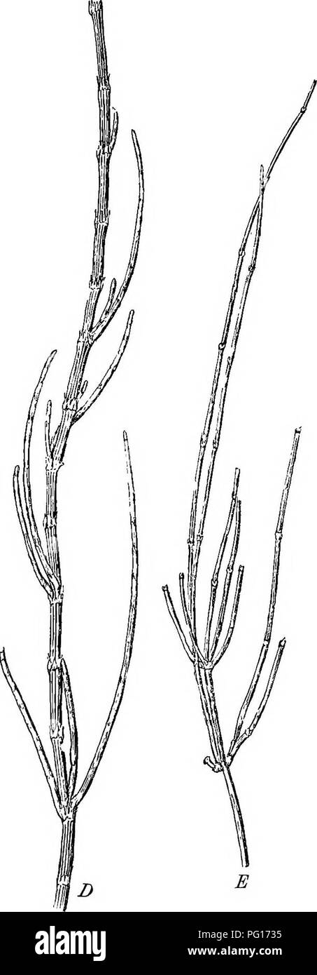 . Plantas fósiles : para los estudiantes de botánica y geología . Paleobotánica. s] 95 A. Fig. 20. A. Restio tetraphylla Labill. (Monocotiledónea). C. I&amp;ZZZ^"^-] (Cryptogan Vascular). D. Casuarina stricta Dryand. (Dicotyledon). E. Ephedra distachya Linn. (Grymnosperm). (A-E J nat. size). Por favor tenga en cuenta que estas imágenes son extraídas de la página escaneada imágenes que podrían haber sido mejoradas digitalmente para mejorar la legibilidad, la coloración y el aspecto de estas ilustraciones pueden no parecerse perfectamente a la obra original. Seward, A. C. (Albert Charles), 1863-1941. : Cambridge University Press Foto de stock