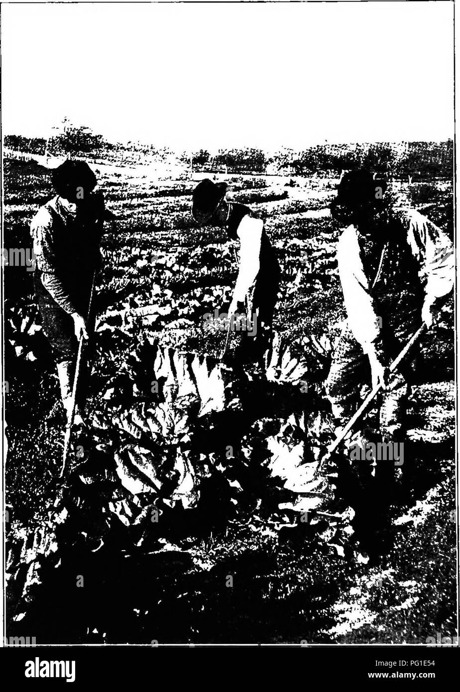. Nuevas creaciones en vida vegetal : una cuenta autorizada de la vida y la obra de Luther Burbank . Burbank, Lutero, 1849-1926; el fitomejoramiento. Cultivando el mamut pieplant. Algunas hojas son de tres a cuatro metros de ancho. El Sr. Burbank es la figura central. Por favor tenga en cuenta que estas imágenes son extraídas de la página escaneada imágenes que podrían haber sido mejoradas digitalmente para mejorar la legibilidad, la coloración y el aspecto de estas ilustraciones pueden no parecerse perfectamente a la obra original. Harwood, William Sumner, 1857-1908. Nueva York; Londres : Macmillan. Foto de stock