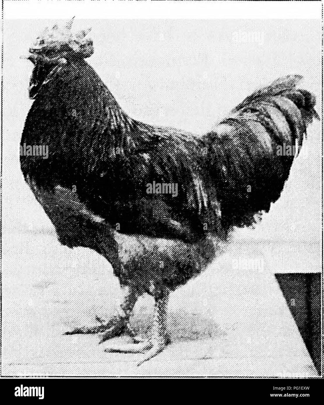 Principios y práctica de la cultura de aves de corral . Las aves de corral.  Fig. 434. Buff Orpington Single-Combed pullet' es el resultado de la fusión  de todas estas existencias.