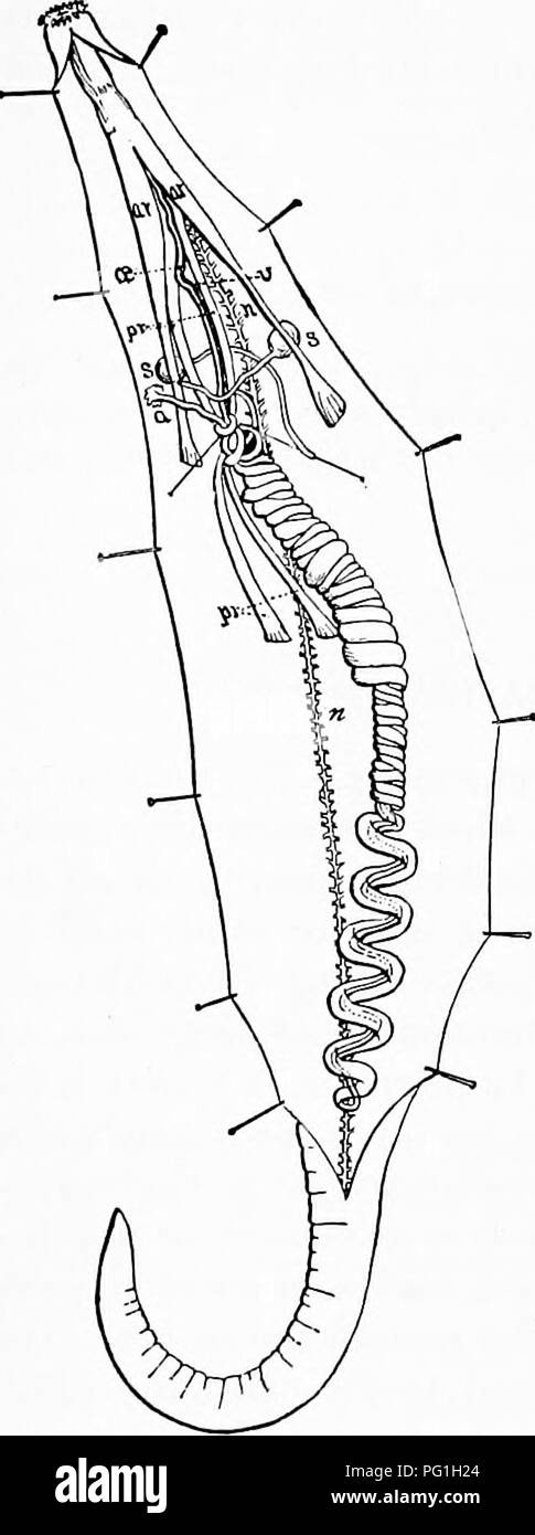 . Zoología : para estudiantes y lectores en general . La zoología. 222 Zoología. La inserción de los músculos aumenta, pero no hay verdadero estómago ; es aproximadamente dos veces la longitud del cuerpo, y se dobla y gira sobre sí misma, terminando dorsalmente en una ventilación externa marcada por una verruga, en el tercio anterior del cuerpo. iNear este punto está situado a un par de grandes, largo, ligeramente torcida órganos segmentaria(s)Los extremos libres de los cuales ligeramente abocinada. El sistema nervioso (Â") forma un anillo esofágico, y a partir de él pasa un bien marcado solo cordón ventral, desde donde en cortos intervalos pasar pequeña lateral corto nerv Foto de stock