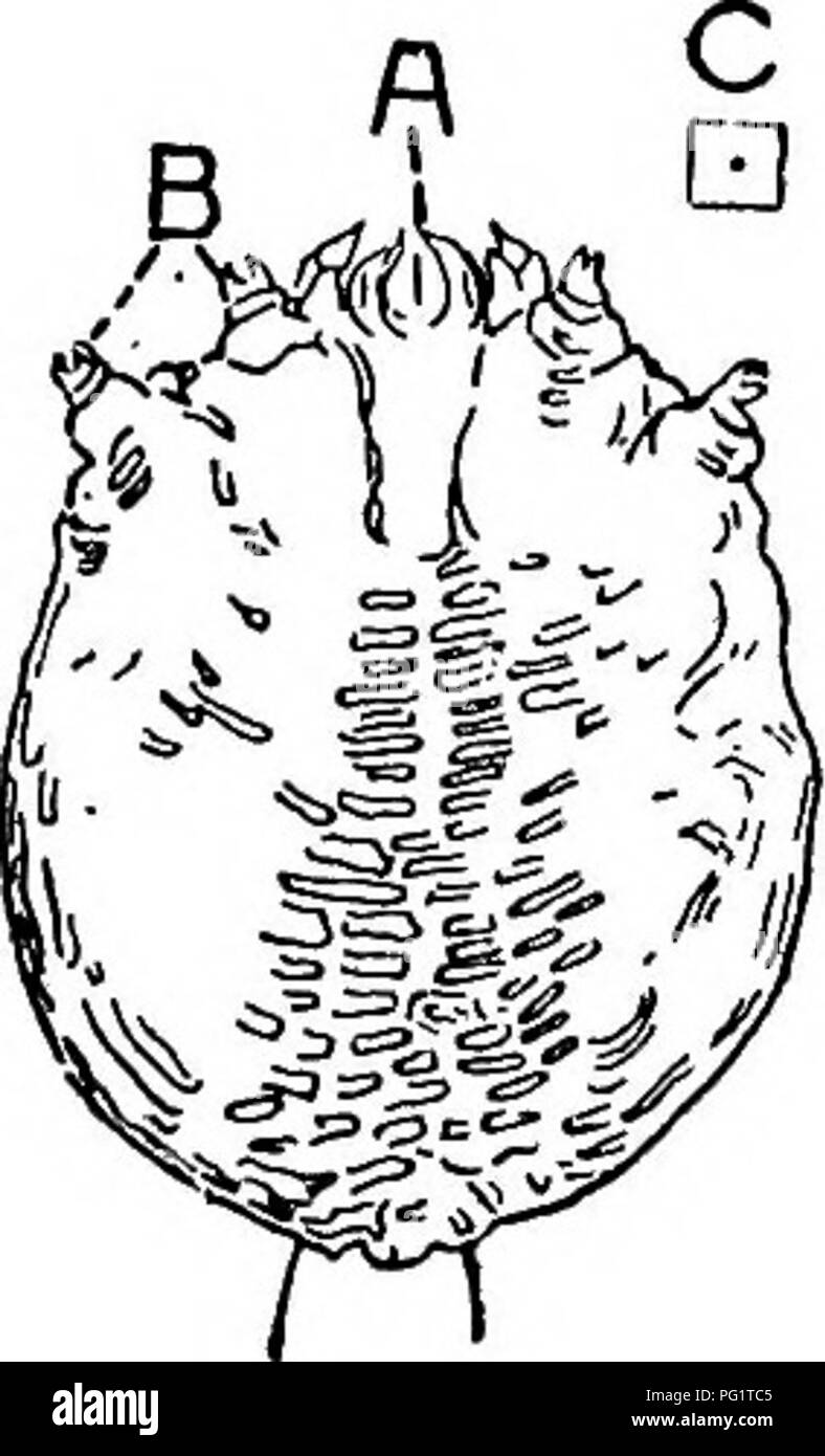 . Los parásitos y las enfermedades parasitarias en animales . Animales domésticos; medicina veterinaria. Fig. 14. Fig. 15. Pis. 16. Fig. 14.âGoniocotes hologaster, un piojo (de una gallina), ventral vie"w; una, partes de la boca: a, b, c, hooklets; antenas en la extremidad libre de la pierna. La pequeña marca a la derecha indica el slae natural. Fig. 15.âliipeuras baculus, a partir de la paloma. Letras indican .â ^ame piezas como en la Fig. 14. Fig. 16.âSarcoptes mutans, variedad gallinae, la costra parásito produciendo las piernas en la escamosa. una gallina, las partes de la boca con el que las heridas de la piel y causa el suero que exudan; B, las patas cortas; c, el smal Foto de stock