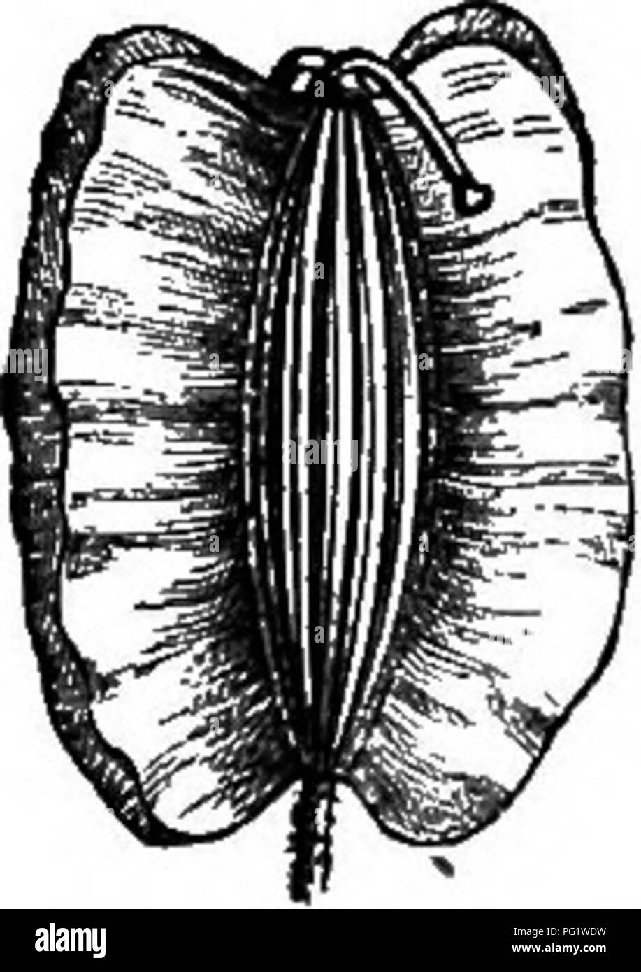 caribbean airlines bolsagage fees