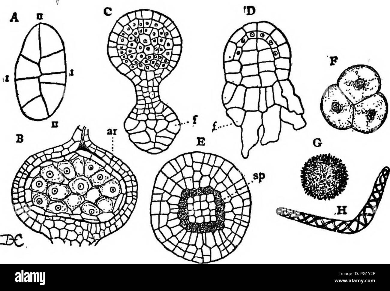 . Conferencias sobre la evolución de las plantas. La botánica; Plantas. Los musgos y LIVEEWOKTS 109 El sporophyte en Riccia es muy simple, recordando que de Coleochsete (Fig. 10, C) entre las algas, y no hay ninguna dificultad en entender cómo un sporophyte del tipo de que en Riccia pueden haberse originado a partir de Coleochsete.. Fig. 28 (Desarrollo del esporofito en Hepaticse). - A, em--bryo yonng sporophyte de Targionia ; I, II, de la primera división de paredes en el Fertil- izado huevo; B, sección longitudinal del esporofito joven de Riccia, in- cluida en el archegonium, ar; todas las células, excepto Foto de stock