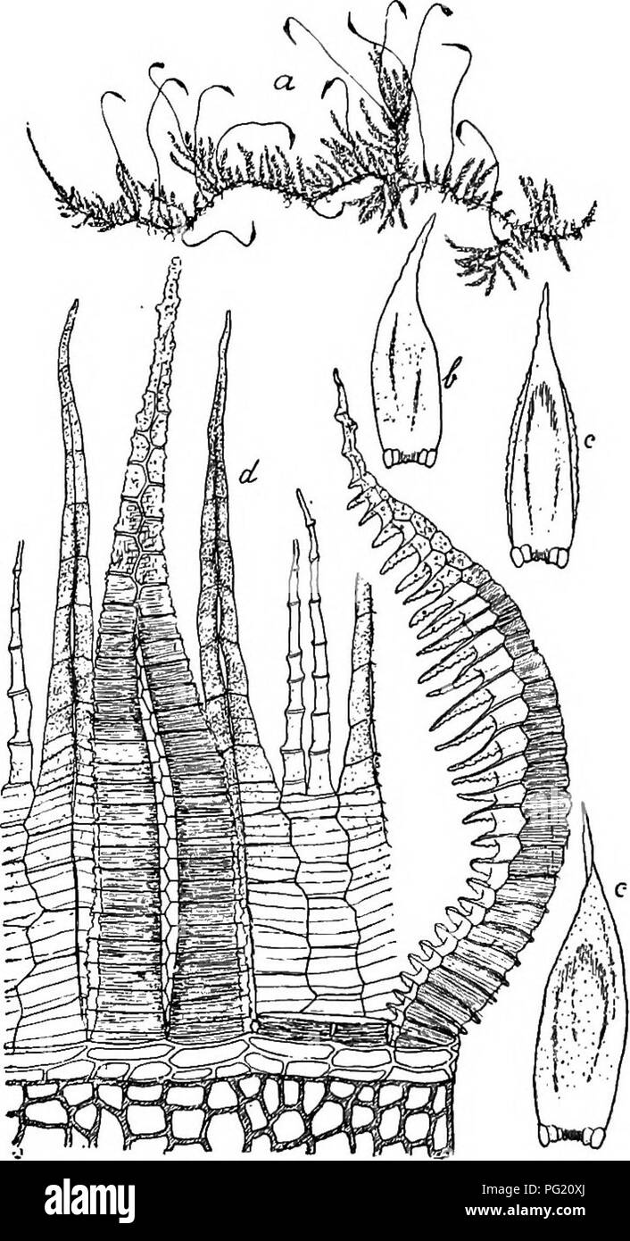 Flore De Buitenzorg La Botanica 1324 Fig 2u Beastet Querschnitt Sparlich Beblattert Rund Grundgewebe Locker Dilnnwandig Rotlich Nach Aussen Einige Reiheia Enger Verdickt Athis Zusammengedrangt Niedergedruckt Meist Hd Eiafach Seltener