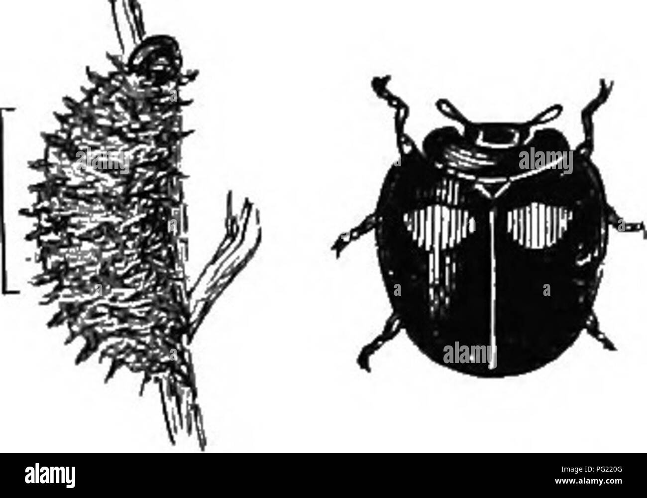 . Ilustra un catálogo descriptivo de los coleópteros o escarabajos (exclusivo de la Rhynchophora) sabe que ocurren en Indiana : con la bibliografía y descripciones de nuevas especies . Los escarabajos. 518 FAMILIA XVI.-COCCINBLLID^. IX. CiiiLOCORUs Leach. 1817. (Gr., "labio o labrum +escudo") y Abdomen cóncavo epipleurffi para el femora; garras tarsales dentado. *9S8 (3080). Chilocorus bivxjlnerus Muls., Spec, des Col. trim., 1S51, 460. Ampliamente ovaladas, muy convexa. Negro, brillante; ely- tra cada redondeado con una mancha roja cerca del centro; bajo el negro, el rojo segmentos ventral. Ï¿½itros finamente pero manera distinta Foto de stock