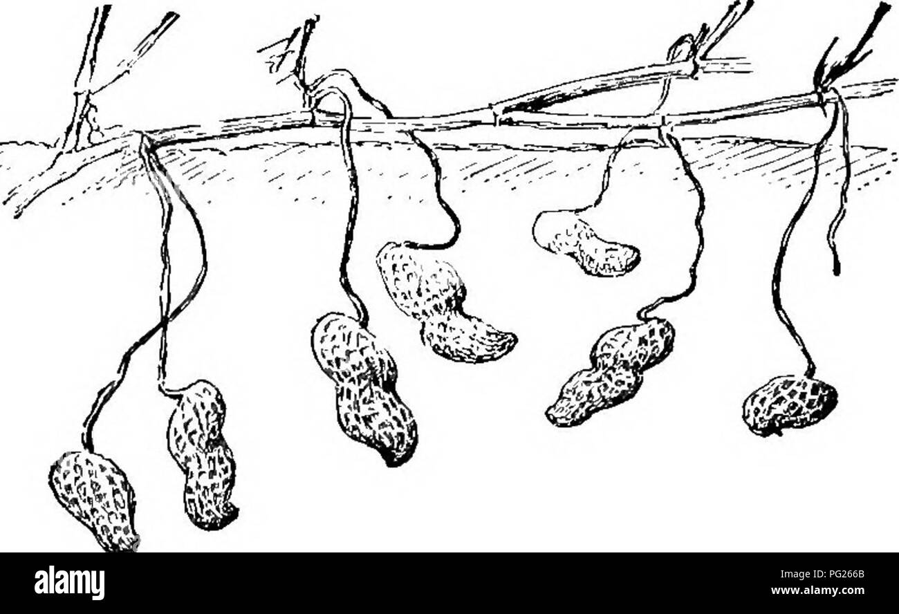 Los principiantes' de la botánica. La botánica. 15^ Los principiantes' de la botánica. La botánica. 15^