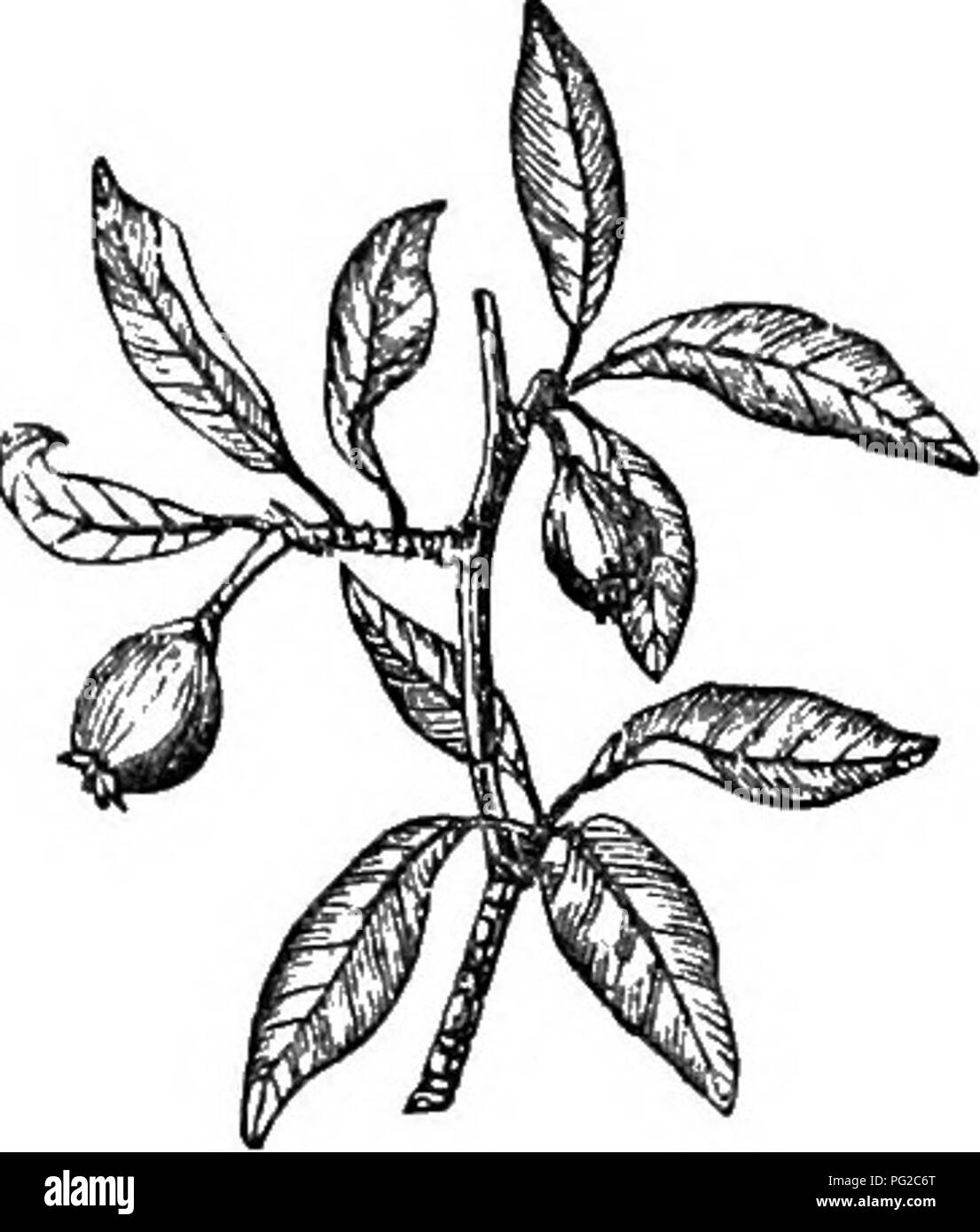 . Los árboles y arbustos : una versión abreviada del Arboretum et fruticetum britannicum : contienen los hardy schrubs y árboles de Gran Bretaña, nativos y extranjeros, y científicamente descrito popular : con su propagación, cultivo y usos y grabados de casi todas las especies. Los árboles, los arbustos, los bosques y la silvicultura. XXVI. bosa^cejE : py'Rus". 421. 763. F. {c.) *alTif61ia. "F 2. (P. c.) SALVIFO^LIA Dec. la SAGE-hojas, o Aureliano, Orleans, Pear Tree. IdnUification. Dec. Fl. Fr., 631., en una nota; Prod., 2, pág. 634. ; Don Mill., 2, pág. 622. Synonyme, Poirler Sauger D'Ourch en BibL UBS. Econ. Ma Foto de stock