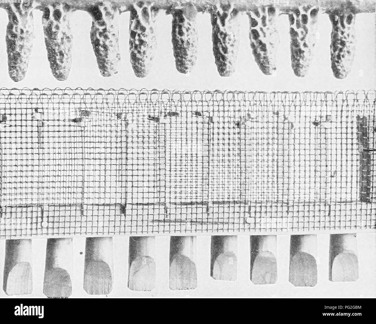 . En la colmena Langstroth y miel de abeja. Las abejas. La placa 19. 1. ,S Y REINA-jaulas, del manual de instrucciones "vJ""""^v.See-Culture rf"). Por favor tenga en cuenta que estas imágenes son extraídas de la página escaneada imágenes que podrían haber sido mejoradas digitalmente para mejorar la legibilidad, la coloración y el aspecto de estas ilustraciones pueden no parecerse perfectamente a la obra original. Langstroth, L. L. (Lorenzo Lorraine), 1810-1895; Dadant, Charles, 1817-1902; C. P. Dadant, Camille (Pierre), 1851-1938. Hamilton, Illinois : Dadant Foto de stock