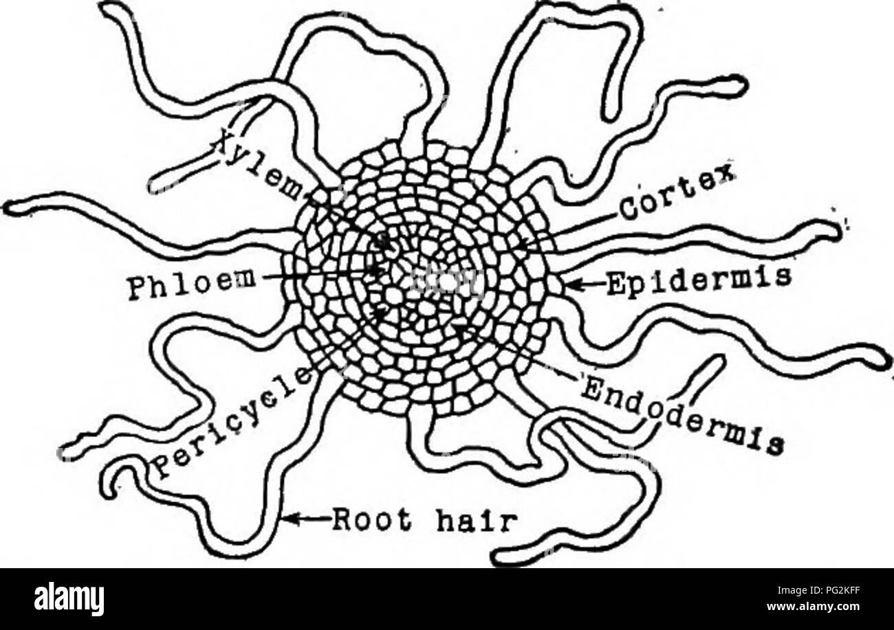La botánica farmacéutica. La botánica; botánica, medicina. La raíz del 15  al madurar la semilla es el producto de procesos reproductivos, y el punto  de partida en la vida de todas