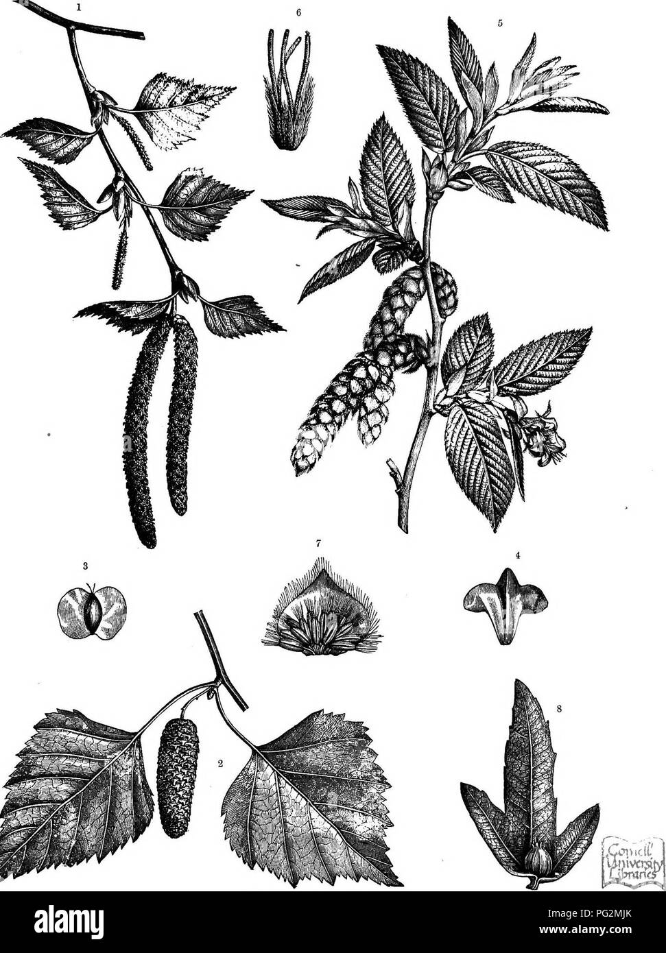 . La historia natural de las plantas, de sus formas, el crecimiento, la reproducción y distribución;. La botánica. ANGIOSPERMiE, DICOTYLEDONES. 75&. Fig. 429,-Amentales. ' El abedul (Betula alba) disparar con amentos masculinos y femeninos (la antigua en el apex). 2 hembra madura catkin del mismo. 8 tuerca alada del mismo. * Escala Subtending de fruta del mismo. "Shoot de carpe (Carpitms Betidus) con amentos masculinos y femeninos (segundo a la derecha). " Escala de catkin hembra con flores de la misma. ' Escala de catkin macho con estambres, s escala de catkin hembra con fruta madura. " * ", 1 ampliada; el resto nat. Tamaño.. Por favor tenga en cuenta Foto de stock