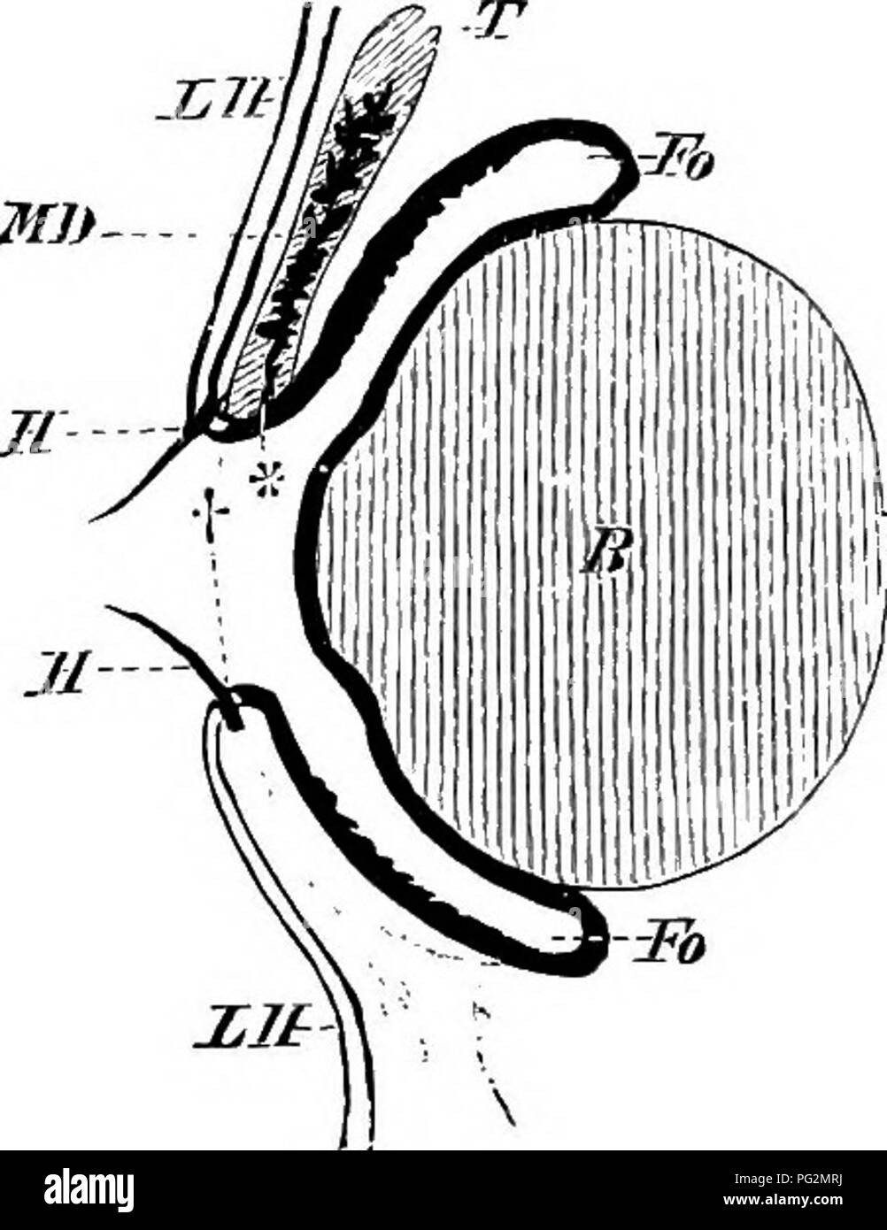 . Elementos de la anatomía comparada de los vertebrados. Anatomía Comparativa. Fig. 173. - H.4kdbkiax glándula (H, H^) .y Glax lagrimal'd [Th) de "Sanguis fraij'dis. M, los músculos de la mandíbula ; B, ojo- bola. M]}- Dipnoans^ el medio exterior parece suficiente para este propósito, pero el primer intento de vertebrados acuáticos para intercambiar una por una antena existencia requirió la ela- boración de un aparato secretora en relación con el ojo. Así, en Urodeles un órgano glandular se desarrolló a partir del epitelio conjuntival a lo largo de toda la longitud de la parte inferior de la tapa del ocular ; en este Keptiles vuelve mote desarrollada Foto de stock