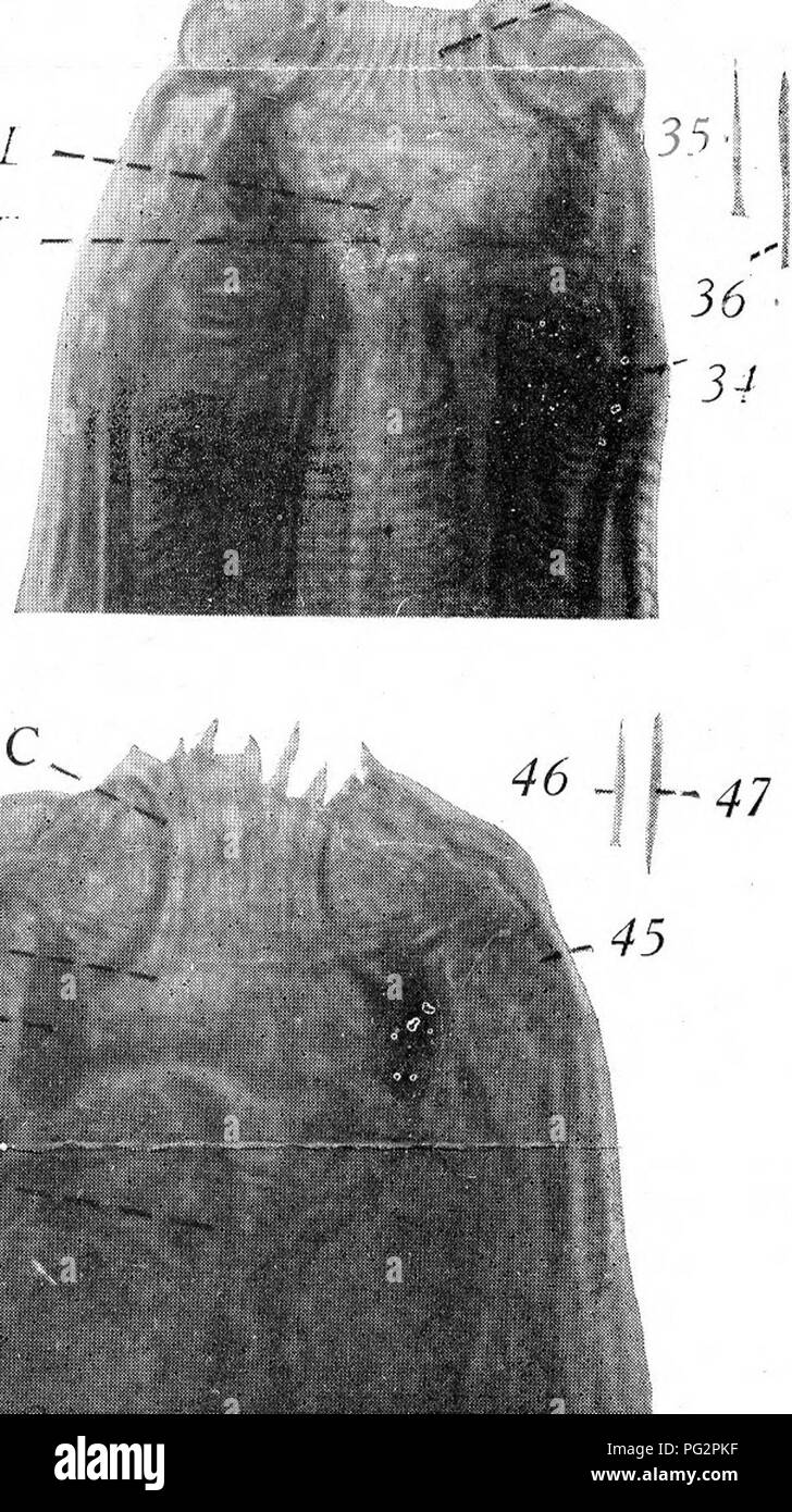 . Los parásitos y las enfermedades parasitarias en animales . Animales domésticos; medicina veterinaria. k"^-. I- r C. Tenga en cuenta que estas imágenes son extraídas de la página escaneada imágenes que podrían haber sido mejoradas digitalmente para mejorar la legibilidad, la coloración y el aspecto de estas ilustraciones pueden no parecerse perfectamente a la obra original. Kaupp, Benjamin Franklyn, 1874-. Chicago: A. Eger Foto de stock