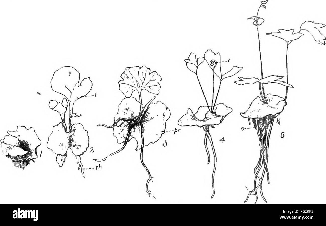 La herencia y la evolución de las plantas. La herencia; Plantas. La vida  fflSTORY de un helecho 0 El desarrollo del tallo sigue, y finalmente  espora- rodamiento deja aparecer (Fig. 26).