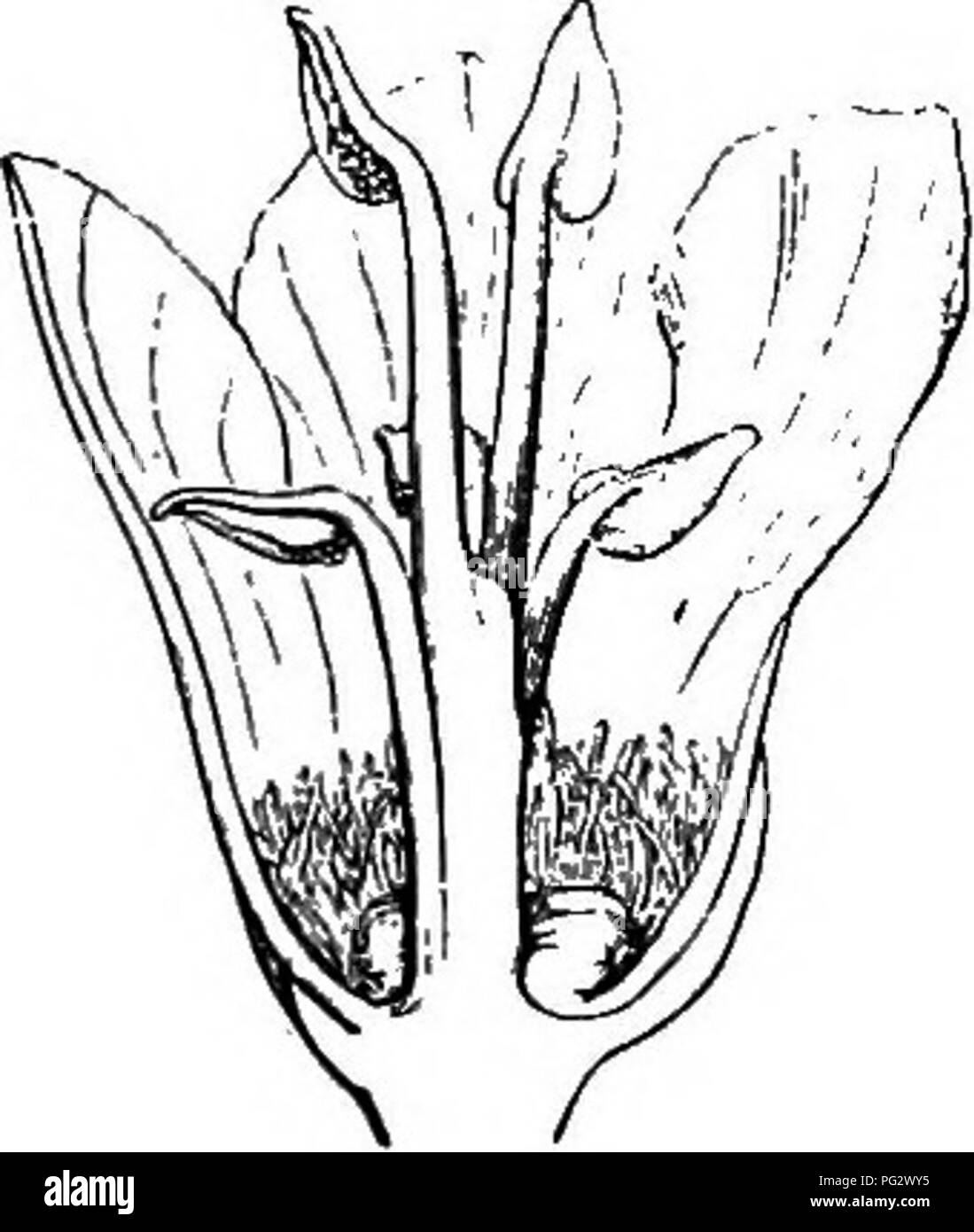 La historia natural de las plantas. La botánica. Fig. 168. Flor masculina  [FJ. Fig. 169. Long. de la secta, la flor masculina. Son frutescent o, en  parte herbácea, con hojas alternas,
