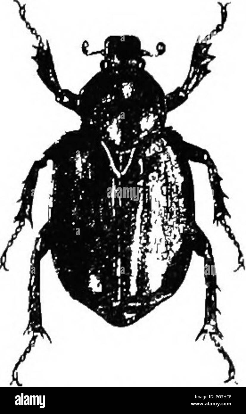 . Ilustra un catálogo descriptivo de los coleópteros o escarabajos (exclusivo de la Rhynchophora) sabe que ocurren en Indiana : con la bibliografía y descripciones de nuevas especies . Los escarabajos. Los escarabajos LAMELLICOEN. 1001 Crawford y Perry condados; raro. JMay 10 de mayo 16. Las larv£e de esta especie se dice que viven en los troncos y raíces de la castaña, de ahí el nombre específico. Como estos árboles crecen indigen- amente sólo en el tercio sur del estado, es probable que el escarabajo se encuentra a limitarse a esa zona. Ambos y canali- culatus tienen a menudo un pequeño blanco canoso transversal Foto de stock