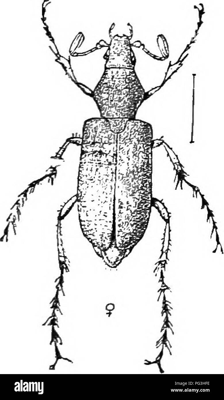 Ilustra Un Catálogo Descriptivo De Los Coleópteros O Escarabajos Exclusivo De La Rhynchophora 3935