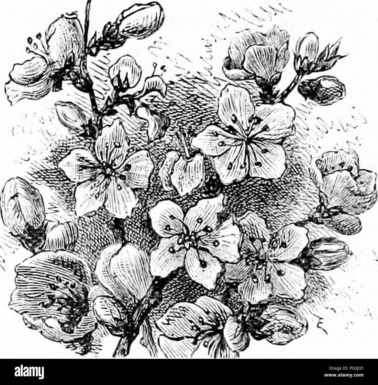 Las Flores Del Jardin Familiar Flores Plantas Ornamentales Floricultura 84 Famiiias Riabbex Fimrsbf Vator De Eleccion Los Arboles Nos Liave Una Variedad De Flores Dobles Ciiwed Fiore Pleiio Una Variedad
