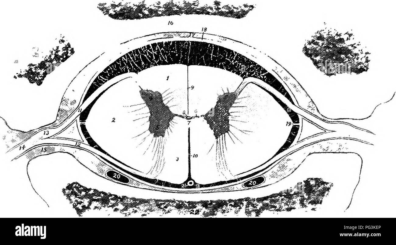 . El caballo en la salud y la enfermedad: un libro de texto relativos a la ciencia veterinaria para estudiantes de agricultura . Los caballos; los caballos. 122 El caballo EN LA SALUD Y EN LA ENFERMEDAD DE ciertas porciones de la cavidad nasal, y tiene que ver con el sentido del olfato. El segundo o el nervio óptico le suministre los ojos y tiene que ver con el sentido de la vista. La tercera o nervio oculomotor suministra todos excepto dos de los músculos del ojo con potencia de motor. Fig. 41.-Sección transversal de la médula espinal: 1, 1; 2, columna dorsal columna lateral; 3, columna ventral; 4, asta dorsal; 5 Cuerno ventral; 6, 7; 8, comisuras, ca central Foto de stock