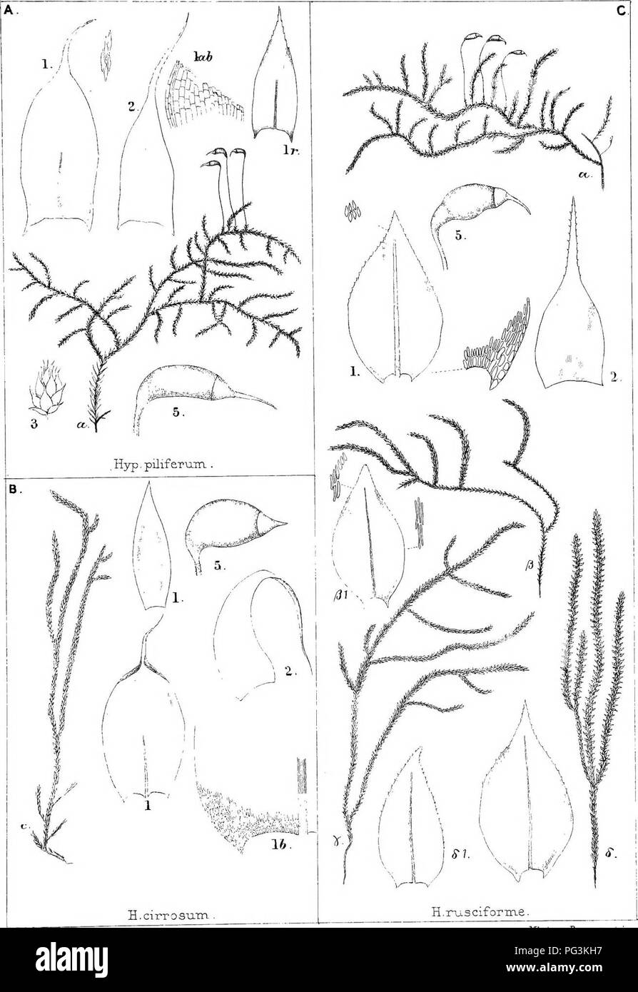 . Los británicos de la flora de musgos. Los musgos. Br'.MossFl. HYPNACE^ T.nc.. ^Brojih/vacte- No cai dd, â MtnterrhBroff- sc.tt ii>i}:. Por favor tenga en cuenta que estas imágenes son extraídas de la página escaneada imágenes que podrían haber sido mejoradas digitalmente para mejorar la legibilidad, la coloración y el aspecto de estas ilustraciones pueden no parecerse perfectamente a la obra original. Brathwaite, Robert, 1824-1917. Londres Foto de stock