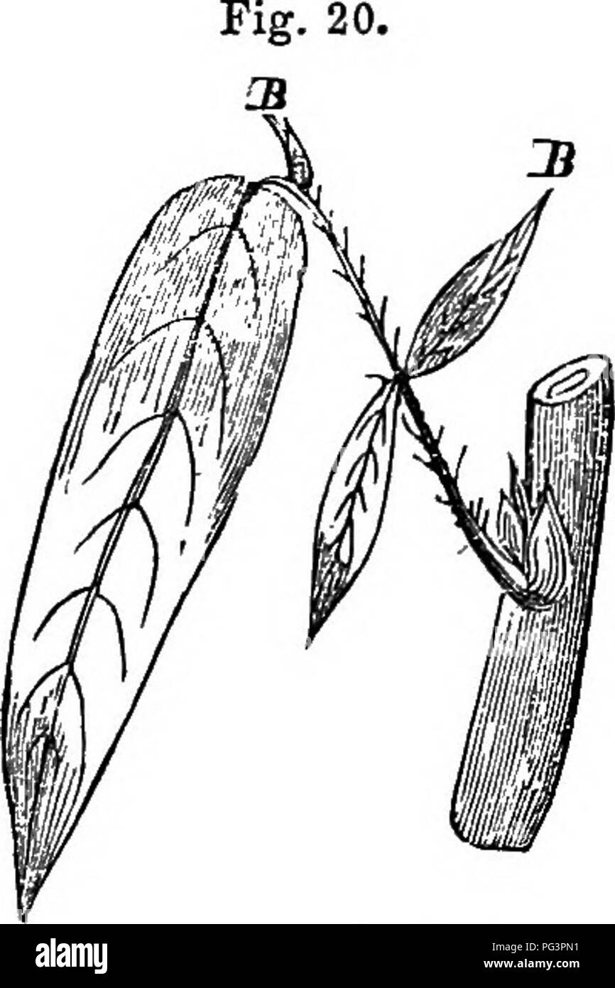 La planta, una ilustración de la vida orgánica del animal. La biología. 76 LOS TEJIDOS DE NUTRICIÓN PIiANTS es desarrollada en los animales y las plantas, los ingresos durante el período La planta, una ilustración de la vida orgánica del animal. La biología. 76 LOS TEJIDOS DE NUTRICIÓN PIiANTS es desarrollada en los animales y las plantas, los ingresos durante el período