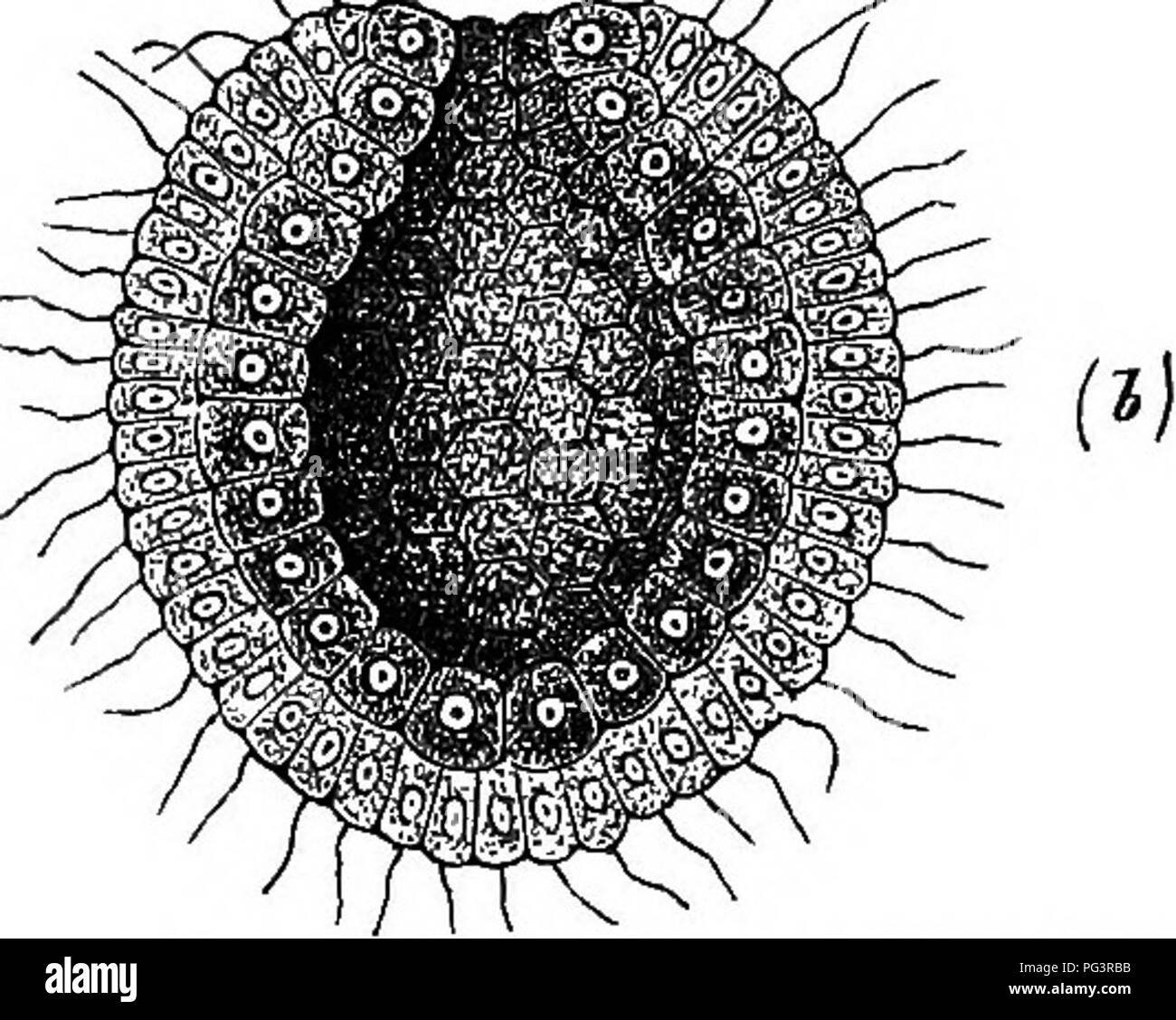 Gastrula fotografías e imágenes de alta resolución Alamy