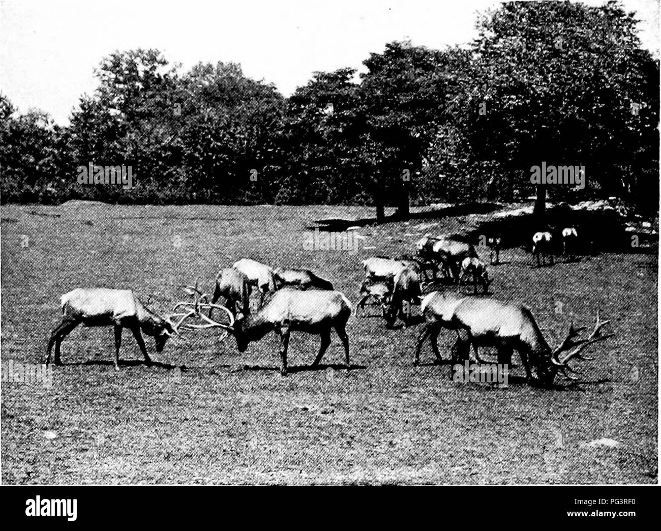 . Popular guía oficial para el parque zoológico de Nueva York. El Parque Zoológico de Nueva York. AMERICAN ELK. Por favor tenga en cuenta que estas imágenes son extraídas de la página escaneada imágenes que podrían haber sido mejoradas digitalmente para mejorar la legibilidad, la coloración y el aspecto de estas ilustraciones pueden no parecerse perfectamente a la obra original. El Parque Zoológico de Nueva York; Hornaday, William Temple, 1854-1937; la Sociedad Zoológica de Nueva York. Nueva York, la Sociedad Zoológica de Nueva York Foto de stock