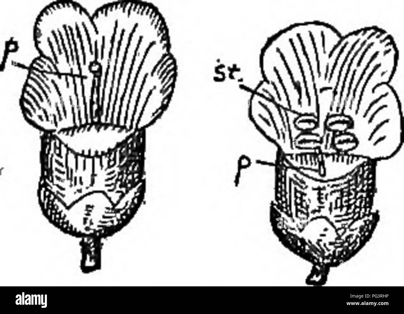 . Los elementos de botánica abrazando organography, histología, fisiología vegetal, botánica sistemática y la botánica económica ... junto con un completo glosario de términos botánicos. La botánica. 3. Bignoniaceae. Bignonia familia; plantas leñosas, principalmente con los estambres didynamous o dian- drous, ovario suelen ser dos-celled, muchos- promocionados. Los números de la familia alrededor de quinientas especies, que se encuentran principalmente en los trópicos. La flor de trompeta (^Teeoma radicans), así como la Catalpa común ((7.- nioides higno), se produce tanto silvestres como cultivadas en ^^" de los Estados Unidos. La Catalpa occidental ((7) es mucho speoiosa HARDI Foto de stock