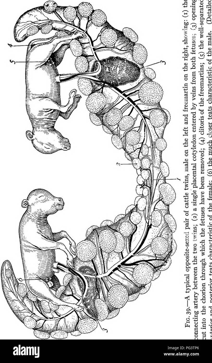 La Biologia De Los Gemelos Mamiferos Gemelos Io6 La Biologia De Gemelos Do Ho La Biologia De Los Gemelos Mamiferos Gemelos Io6 La Biologia De Gemelos Do Ho