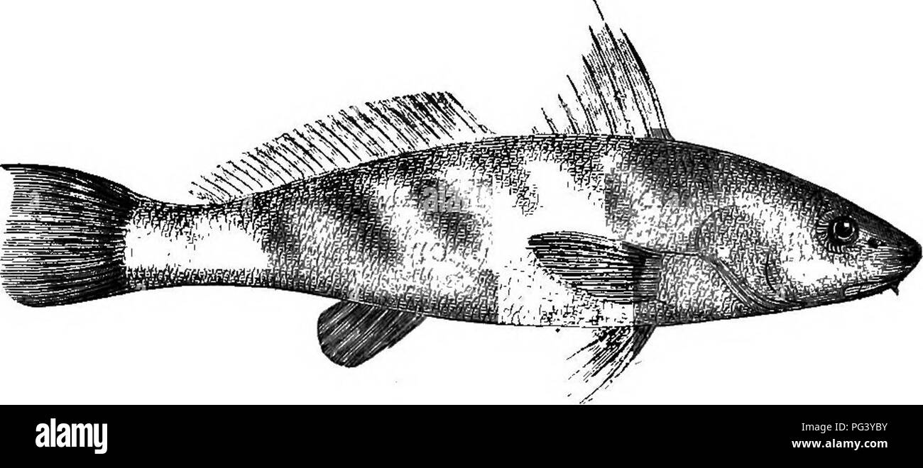 Varias especies de peces Imágenes de stock en blanco y negro - Alamy