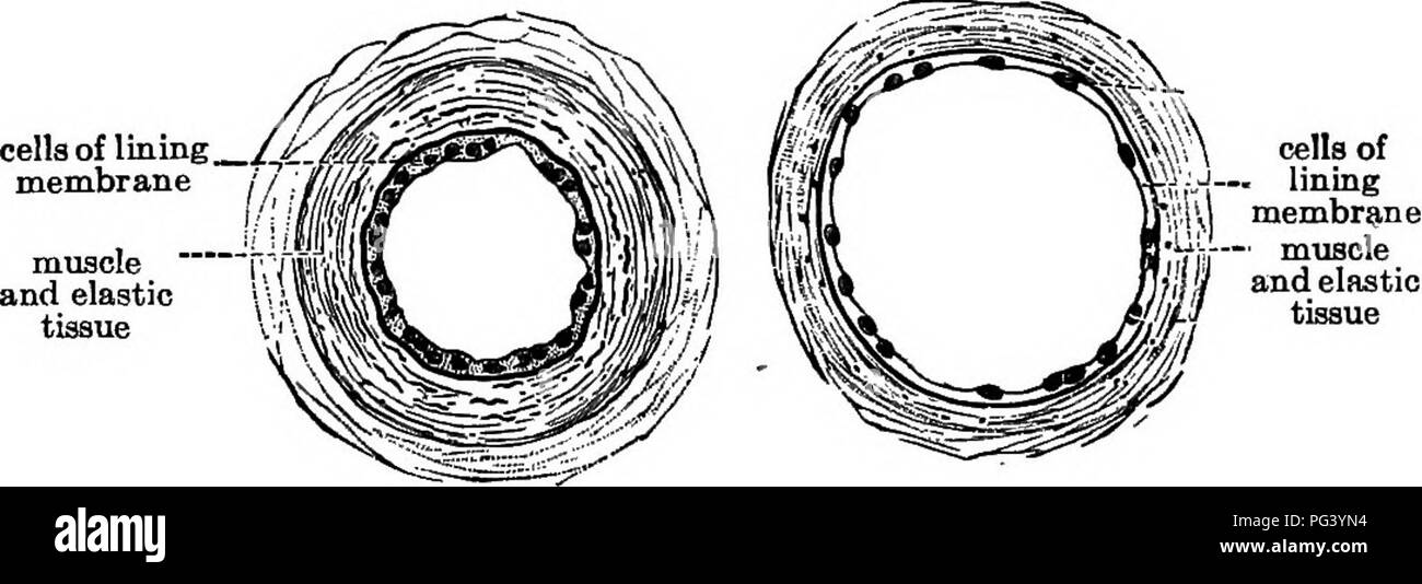 Corte Transversal De Un Vaso Sanguíneo Imágenes de stock en blanco y