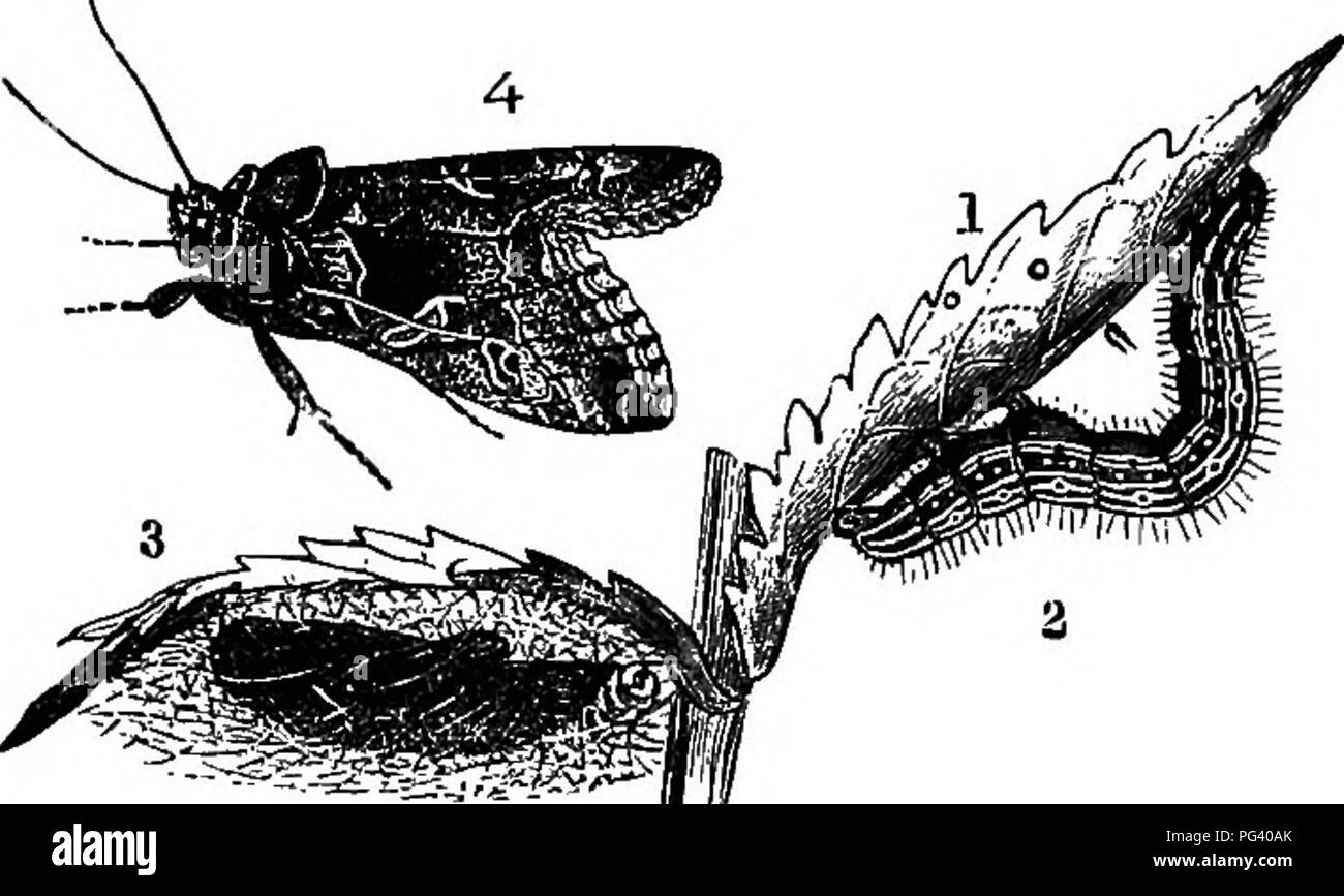 . Un libro de texto de Zoología Agrícola. Zoología, económicos. 184 LEPIDOFlJliBA {HUjinaj. destructiva. Después de la cosecha ha sido tomada, es un buen plan para convertir un número de aves de corral en la tierra, como se devoran las larvas con gula. "Regar alrededor de plantas, donde las larvas son abundantes con parafina emulsión tiene un buen efecto; pero para fines mayorista no hay nada como un apósito seco de hollín y cal. La PhisiadcB o Y-polillas incluyen una especies destructivas- a saber, la platería y (Plusia gamma) (fig. 84), que ahora y entonces se alimenta a los nabos y el trébol. La larvse sólo tienen dos pares de pr Foto de stock