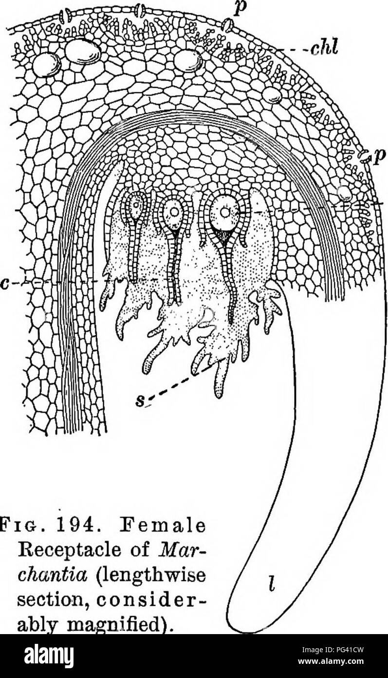 Fundamentos De Botanica La Botanica La Botanica Los Briofitos 269 345 Minuto Estructura Del Receptaculo Macho Y Anteridios Hacer Verticales Finas Secciones Radiales Medula De Un Receptaculo Macho Y Examinar Con