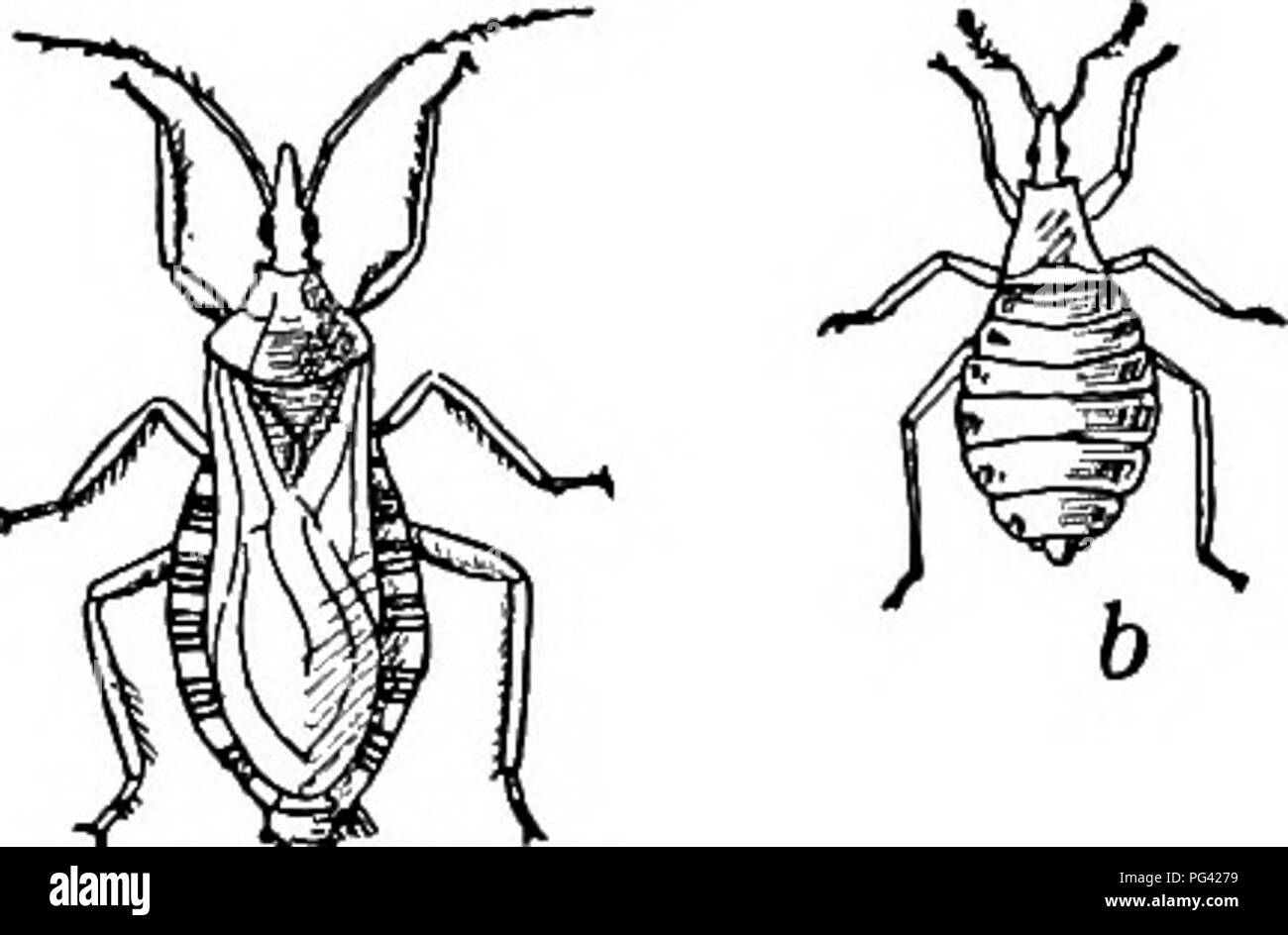 El Estudio De La Naturaleza Y De La Vida El Estudio De La