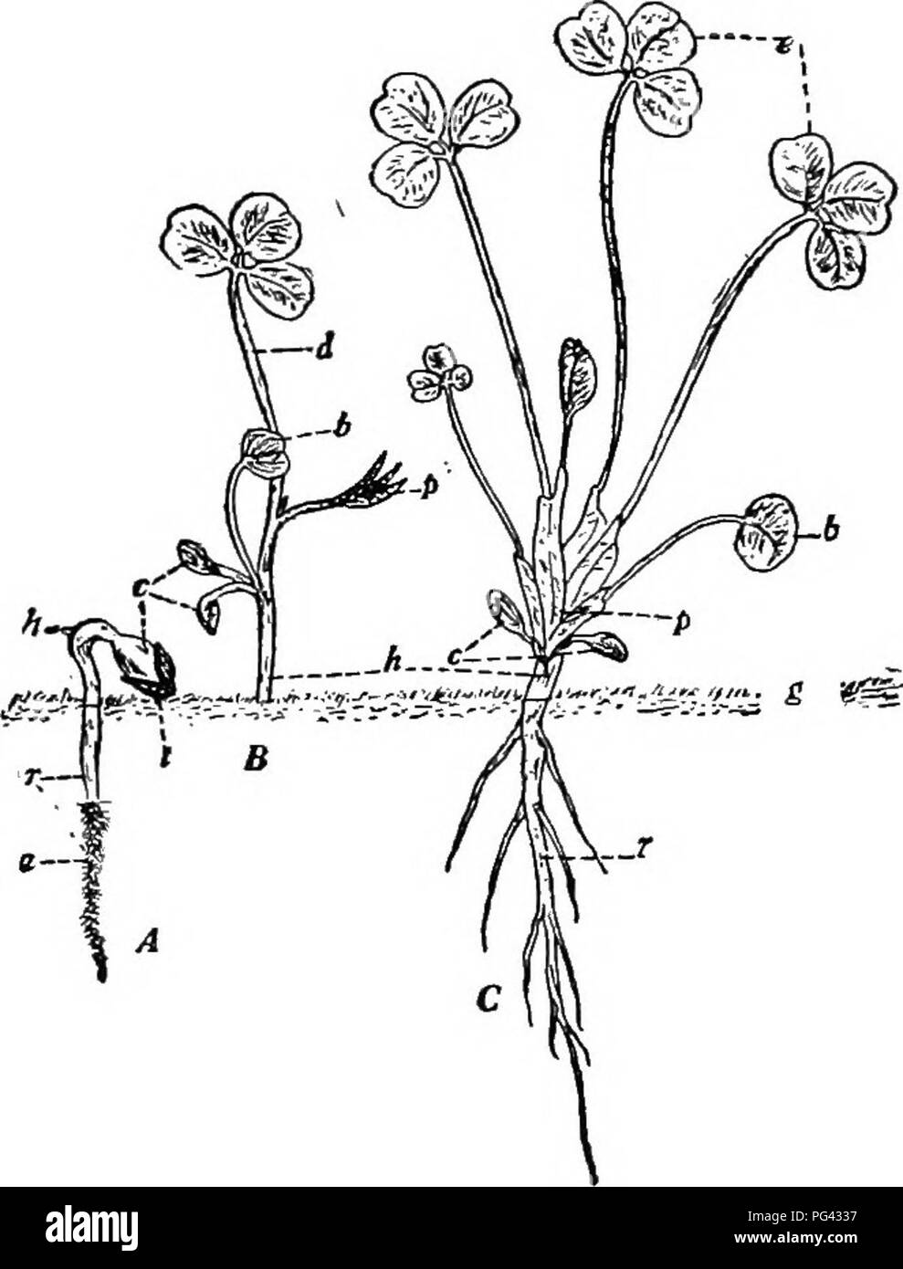 La botánica para estudiantes de agricultura . La botánica. Las plántulas de  los tipo de guisantes 109 el tallo. En algunas plantas, como la alfalfa,  trébol rojo y la radícula formas