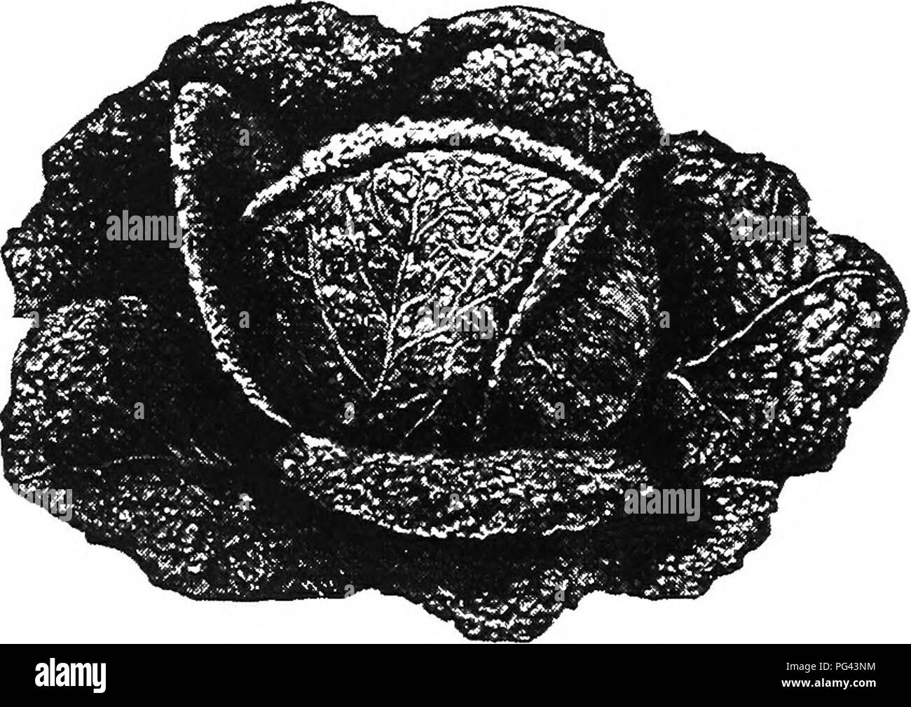 . El repollo, la coliflor y verduras aliadas : desde la siembra hasta la cosecha . La horticultura; el repollo, la coliflor. 62 COL. Un bien cultivados Savoy en el jardín es una imagen, su rico color verde profundo, finamente compensados y hojas imbricadas regularmente hacen la rosa del huerto. A pesar de su delicada estructura y sensibilidad al cocido, rival de la col rizada en hardi- ness, y perdurará, en el campo o en el jardín, quince o incluso más grados de escarcha, sin lesiones aparentes. Pero con una ligera cubierta de paja, o de hojas, que son más para una protección contra el sol que el. Fig. Foto de stock