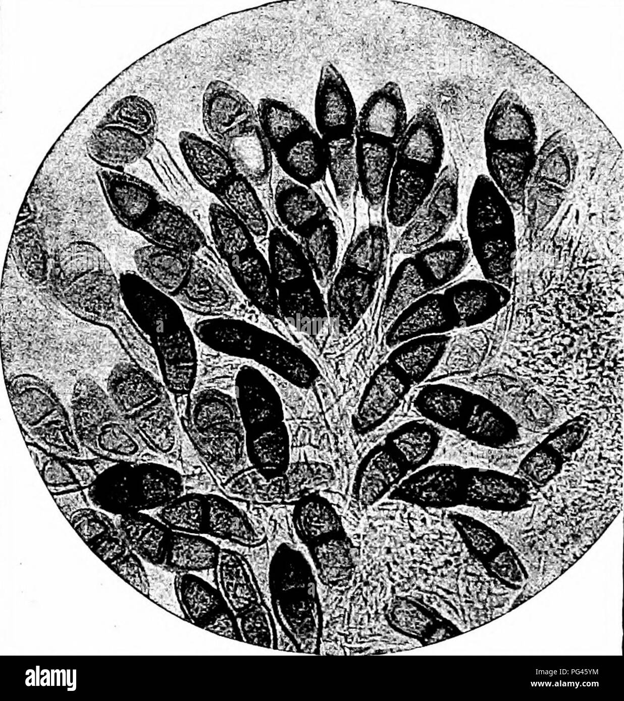 Los Hongos Que Causan Enfermedades De Plantas Las Enfermedades De Las Plantas Y Los Hongos Los Hongos Que Causan Enfermedades De Plantas 385 P Phlei Pratensis E Amp H A A S Sos I Los Hongos Que Causan Enfermedades De Plantas Las Enfermedades De Las Plantas Y Los Hongos Los Hongos Que Causan Enfermedades De Plantas 385 P Phlei Pratensis E Amp H A A S Sos I