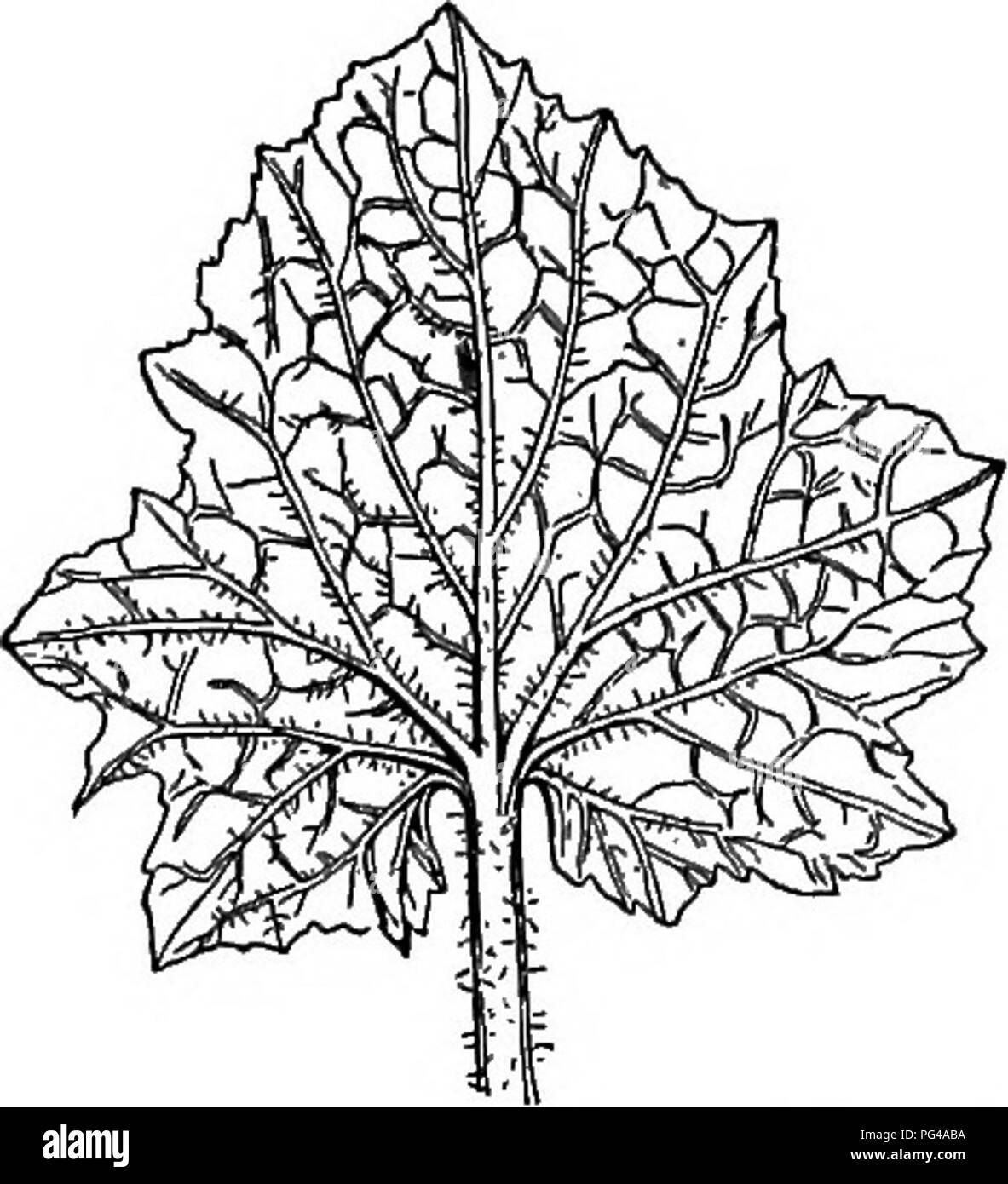 Elementos De Botánica La Botánica La Botánica 88