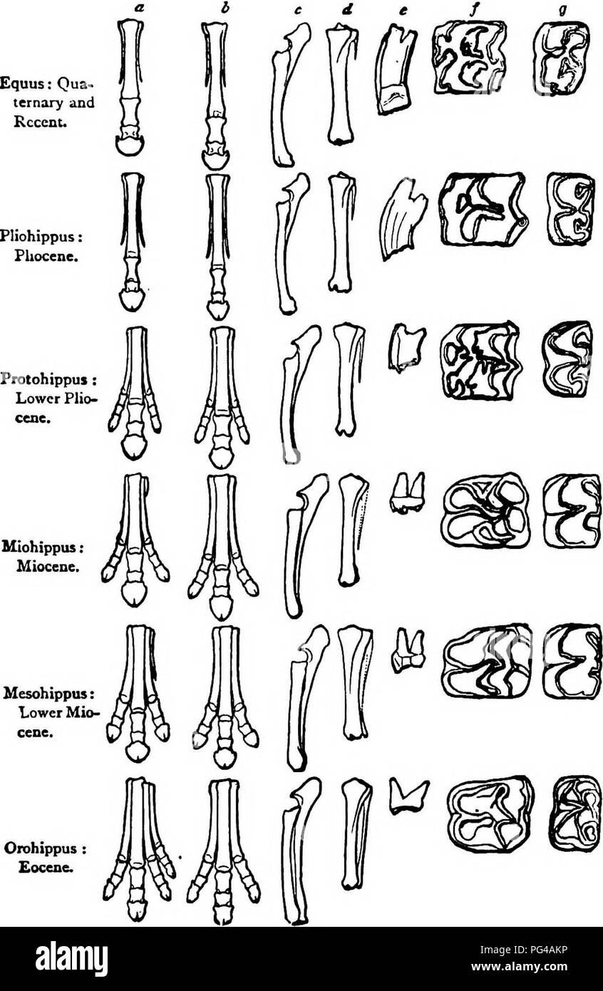 . Lecturas en la evolución, la genética y la eugenesia. Evolución; Herencia; la eugenesia. 72 lecturas en la evolución, la genética y la eugenesia luego vino en sucesión Orohippus, del Eoceno Superior, Mesohippus del Eoceno inferior, Pliohippus del PUocene superior y, finalmente, Equus: Qua- ternarias y reciente. Fig. 2.-los pies y dientes fósiles de pedigree del caballo. (Después de Marsh). Un avance, los huesos del pie; B, huesos de la pata posterior; c, radio y cúbito; d, peroné y tibia; e, raíces de un diente; / y g, coronas de dientes superiores e inferiores. Equus del Cuaternario y reciente. Otros géneros podría ser hombres- cionado, pero t Foto de stock