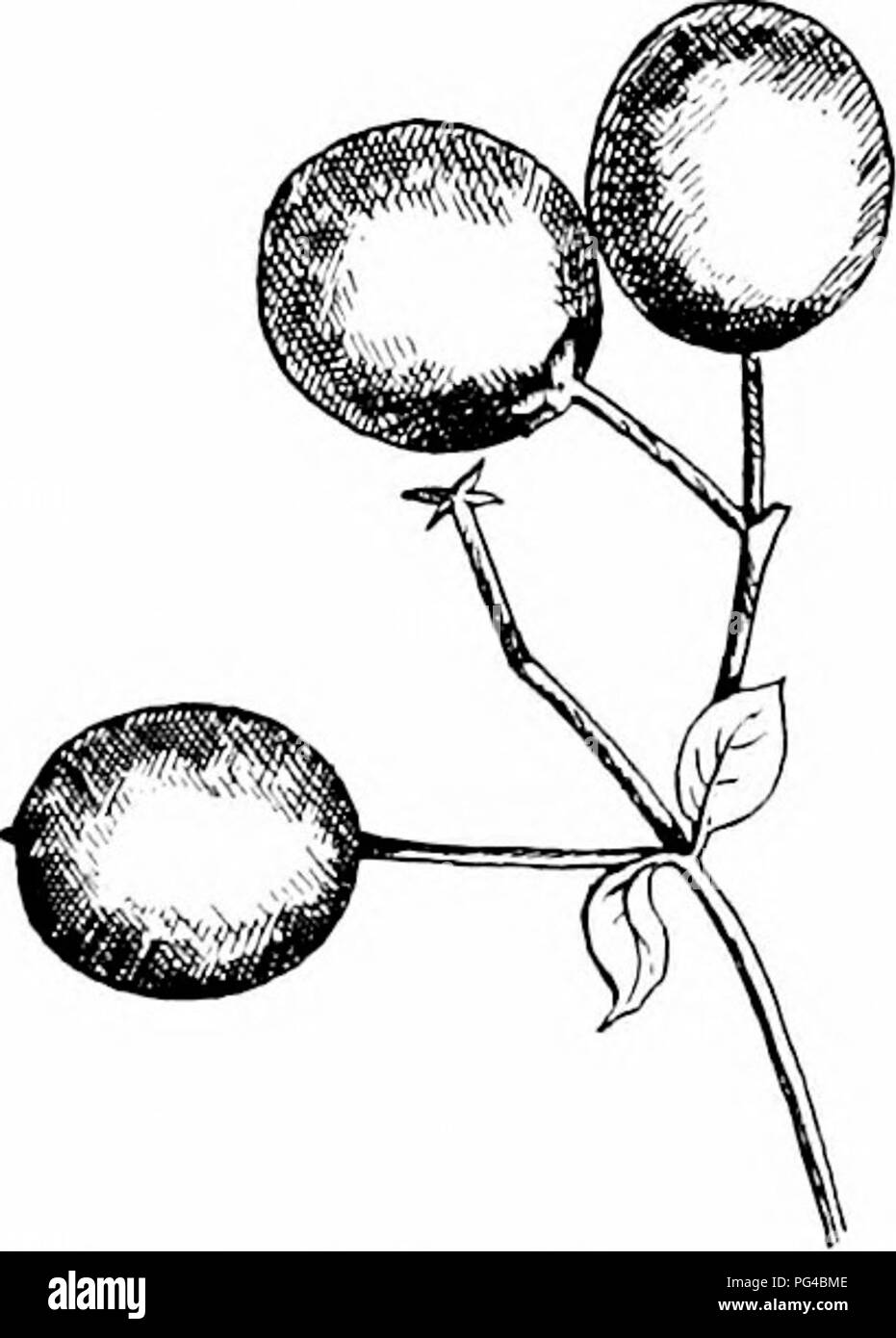 . Nuestros árboles nativos y cómo identificarlas Un conocido estudio