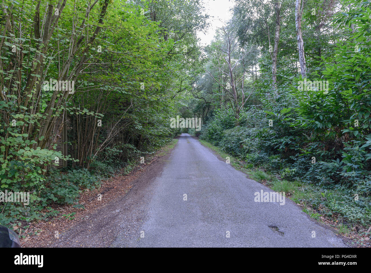 Binsted Woods, A27/Arundel opción Ruta de derivación 5A Foto de stock