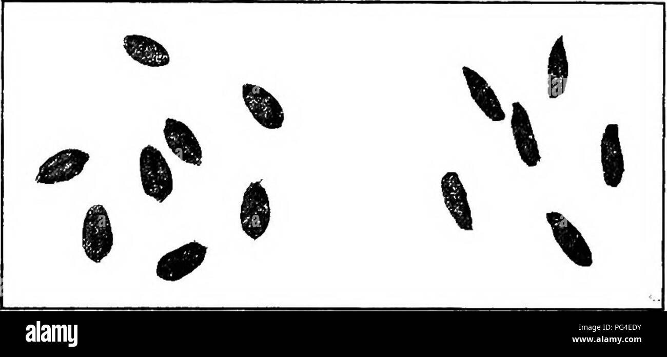 . Las enfermedades de las plantas económicas . Las enfermedades de las plantas. Cereales 375 {Antracnosis Colletotrichum cereale Manns). - Un- thracnose parece prevalecer sobre el trigo tan extensamente como al centeno. A la cabeza de trigo o partes de ella no se destruyen, como en el caso del centeno, pero la debilidad general de la planta y la luz marchito el grano sigue el ataque. El oidio (Erysiphe graminis DC). - Los personajes habituales del mildiú mohos son expuestas: un color blancuzco. Fig. 160. -Los granos de trigo normal y shriveled los granos debido a la antracnosis. Después Manns. harina-como capa en irregulares manchas circulares en las hojas un Foto de stock