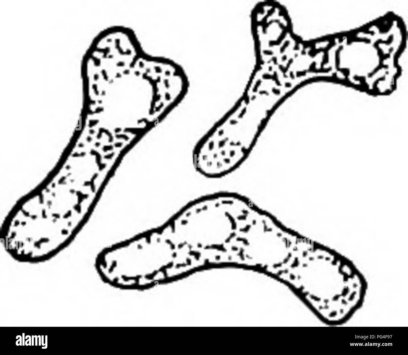 Las enfermedades de la planta de Minnesota. Las enfermedades de las plantas.  Fig. 99.-Las bacterias de esos nódulos de raíz de la familia del guisante  como se muestra en la Fig.